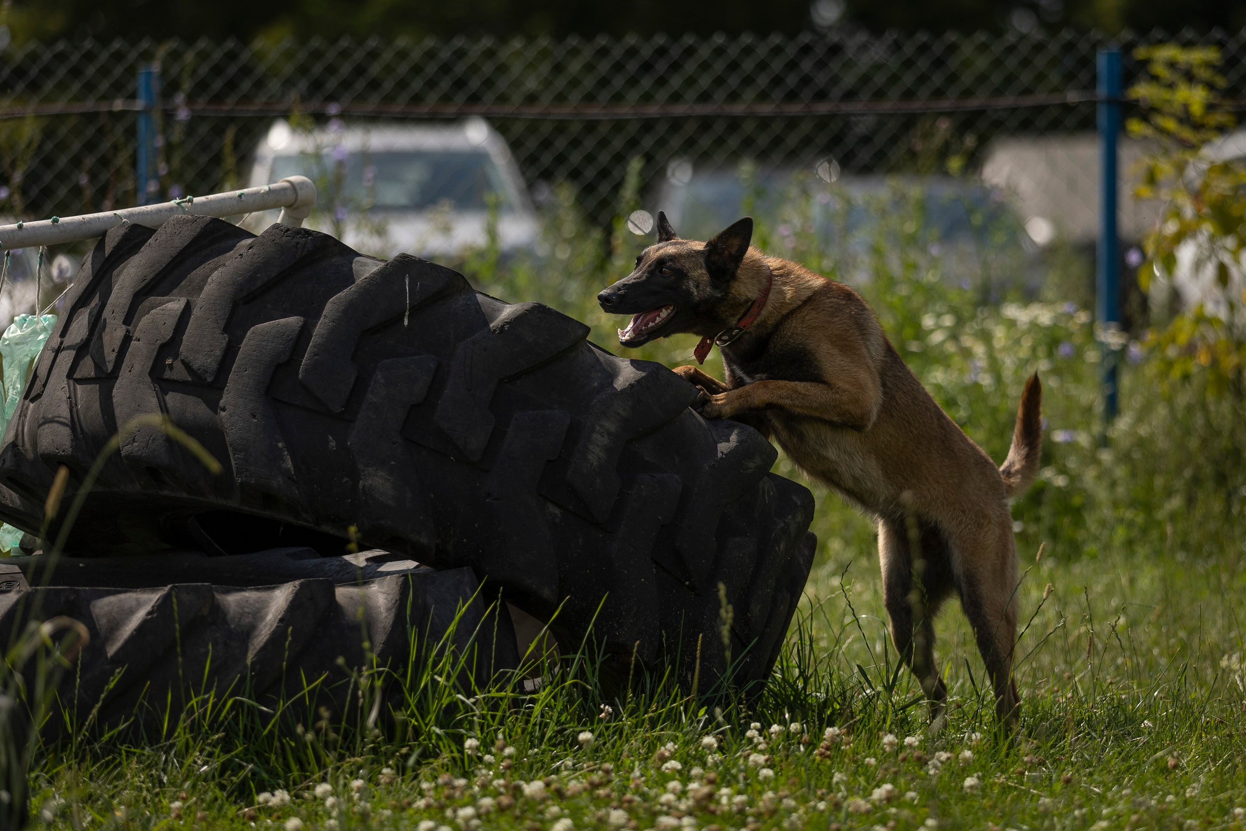Семинар по поиску ВВ. Фотограф анималист, семейный фотограф, фотограф собак Комратова Мария. г. Москва