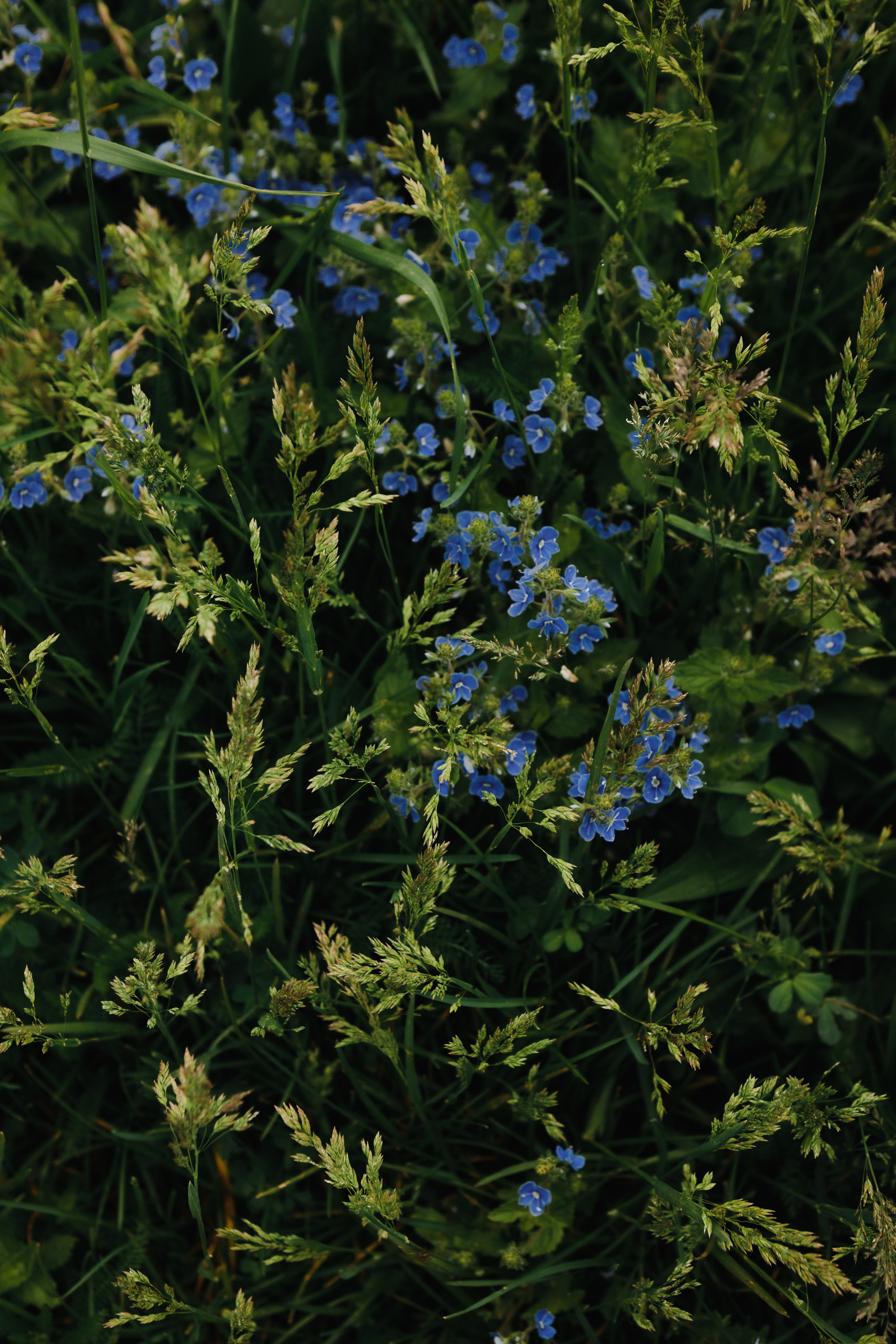 M&A. Свадебный и семейный фотограф Чижова Алина