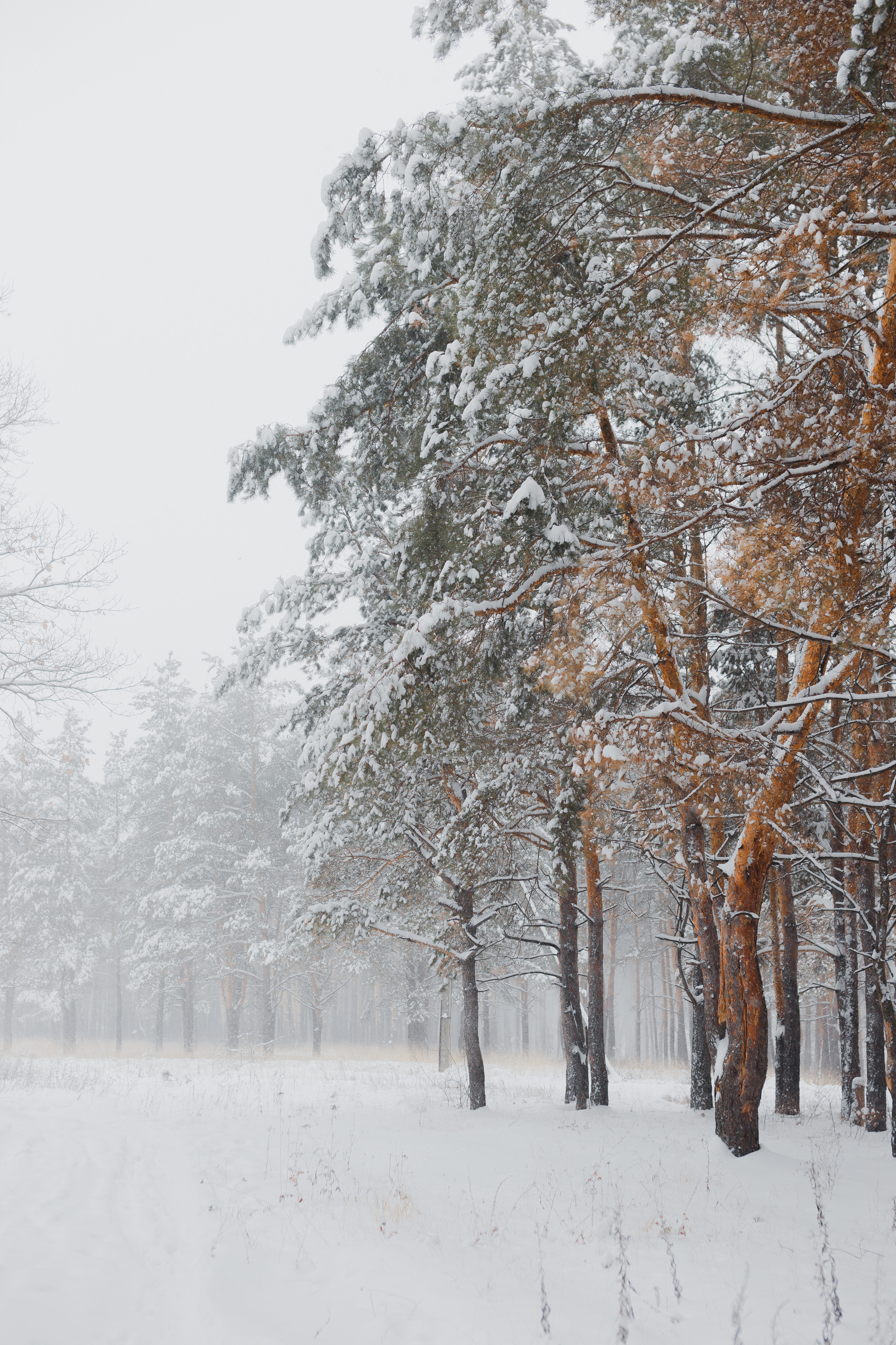 Alina. Свадебный и семейный фотограф Чижова Алина