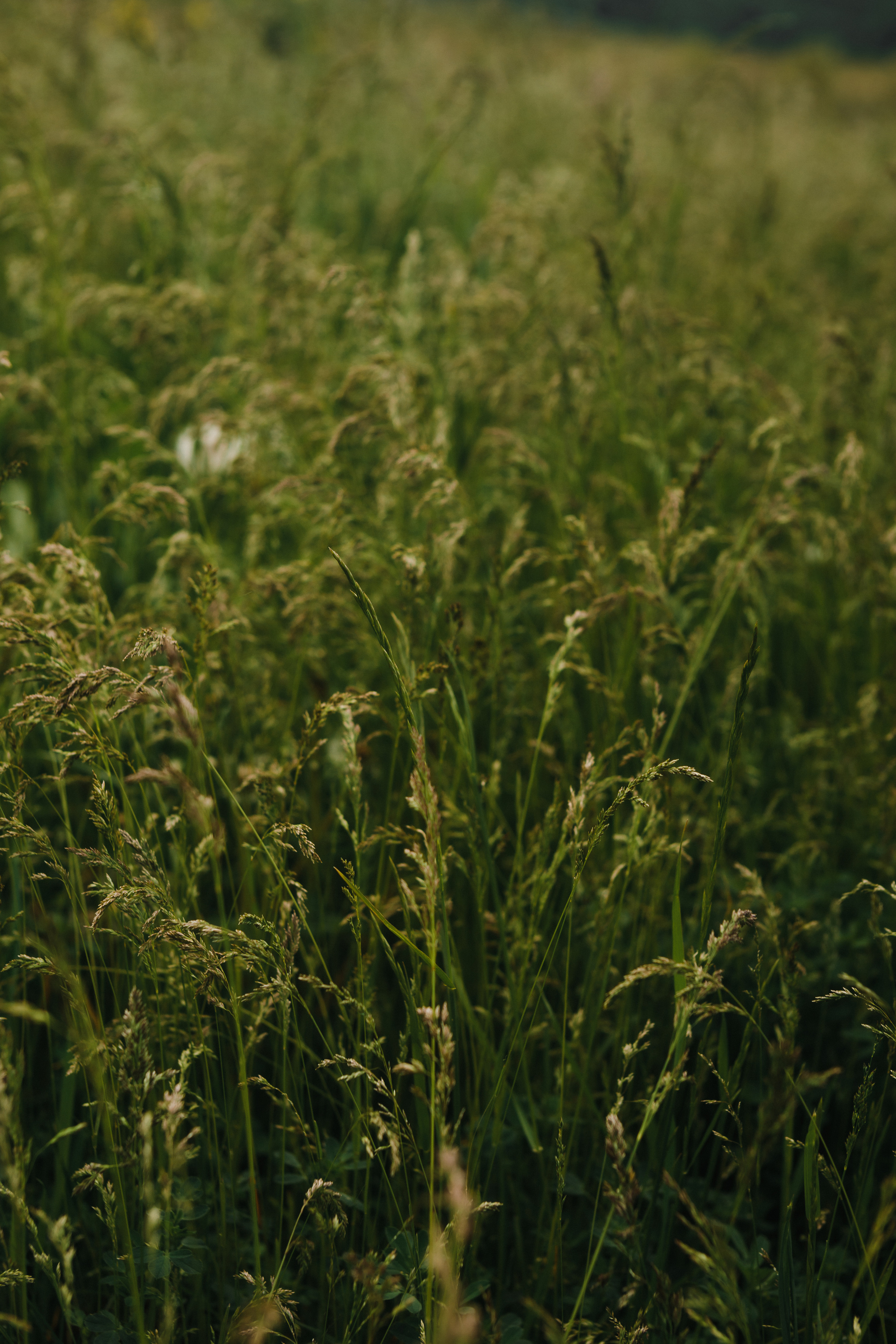 M&A. Свадебный и семейный фотограф Чижова Алина