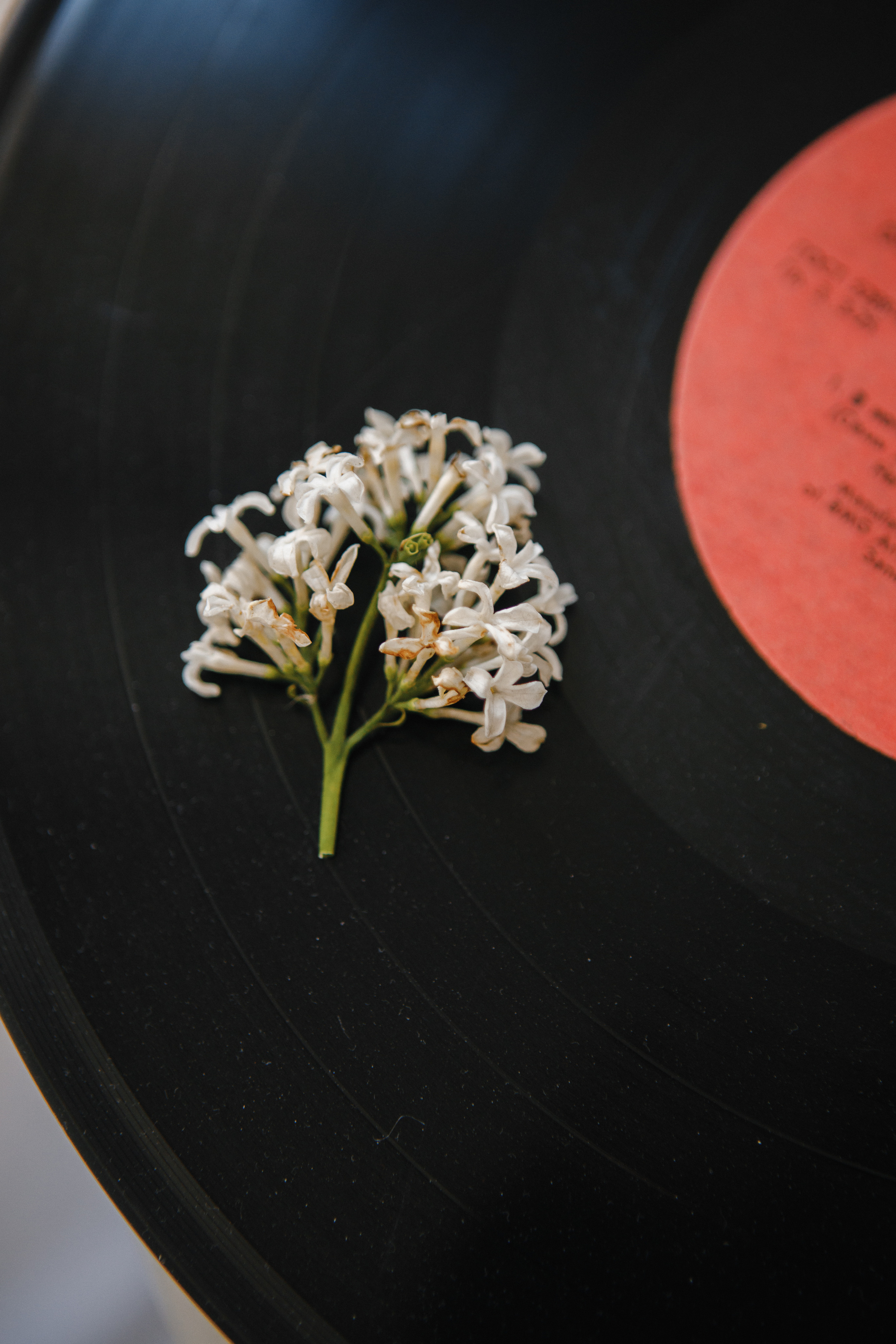 V&A. Свадебный и семейный фотограф Чижова Алина