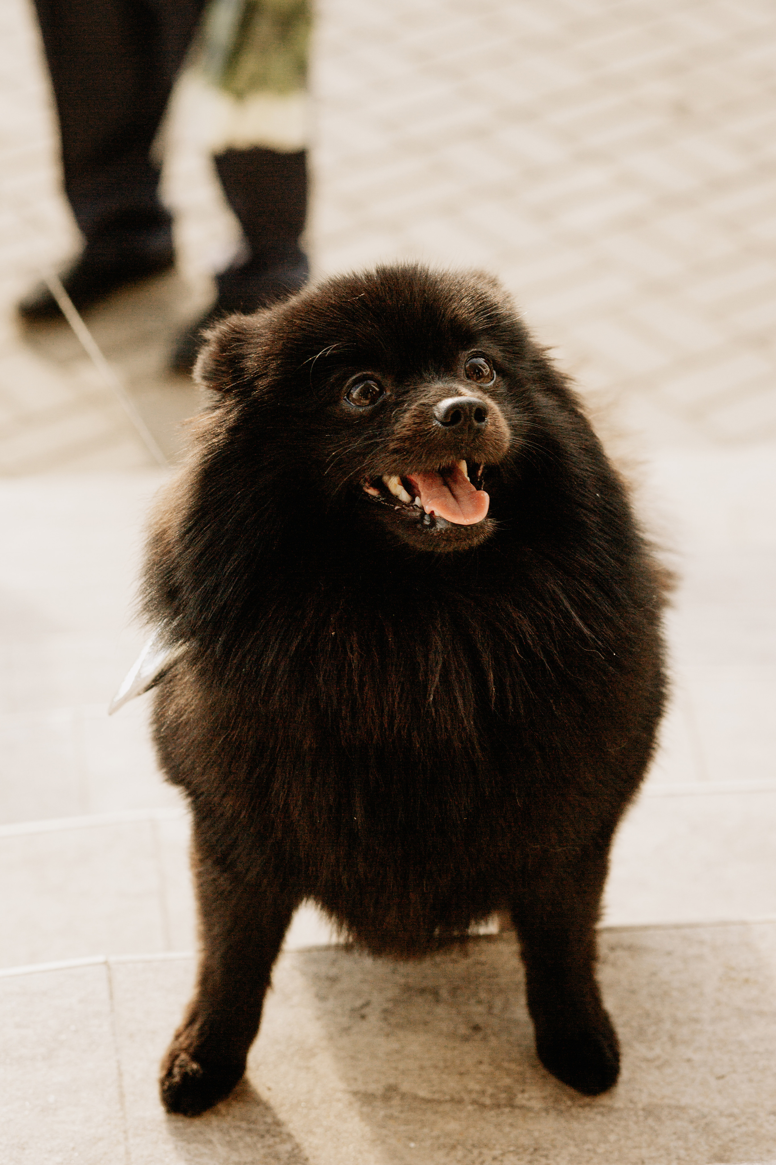 Y&S. Свадебный и семейный фотограф Чижова Алина