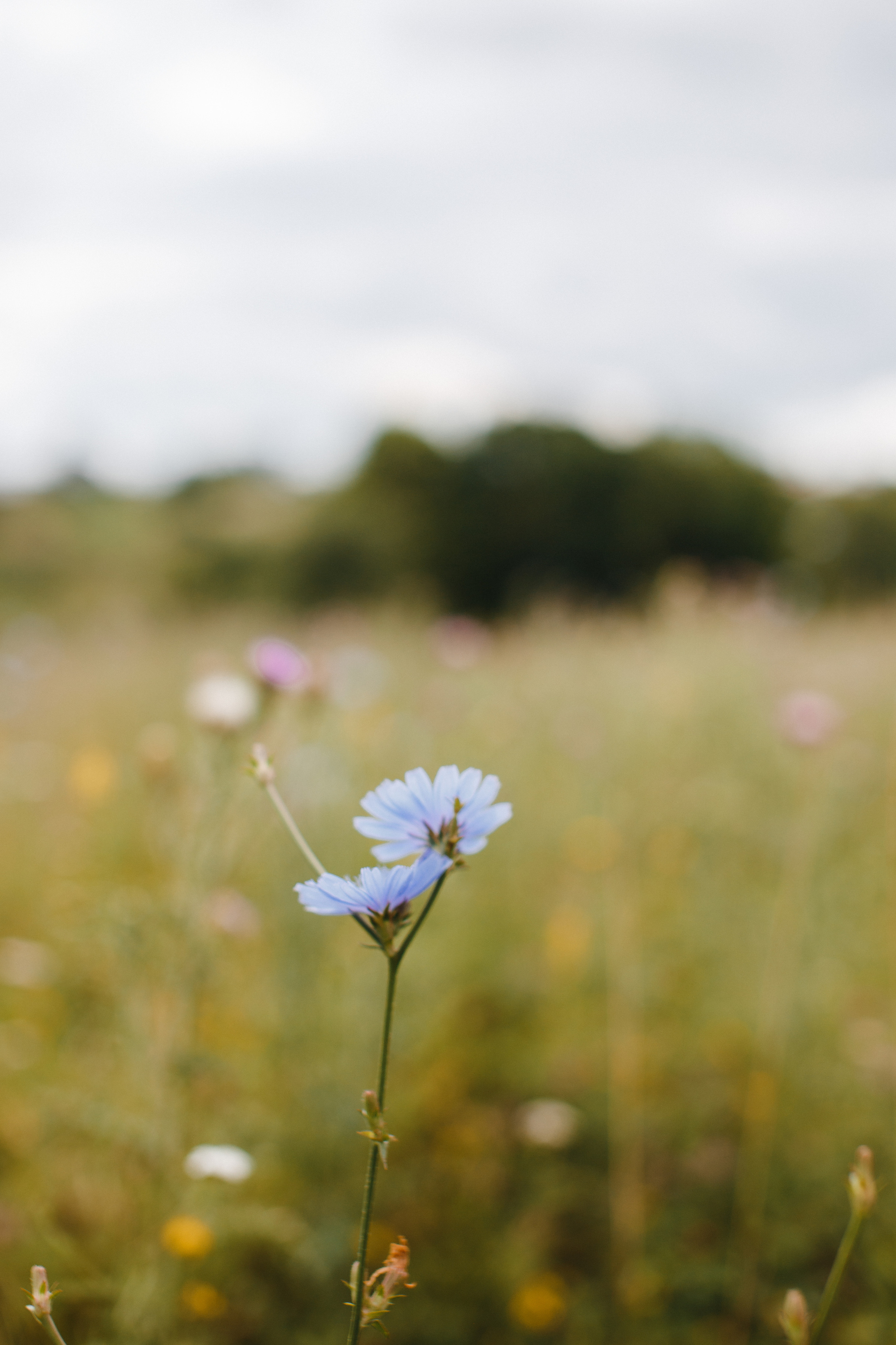 Family. Свадебный и семейный фотограф Чижова Алина