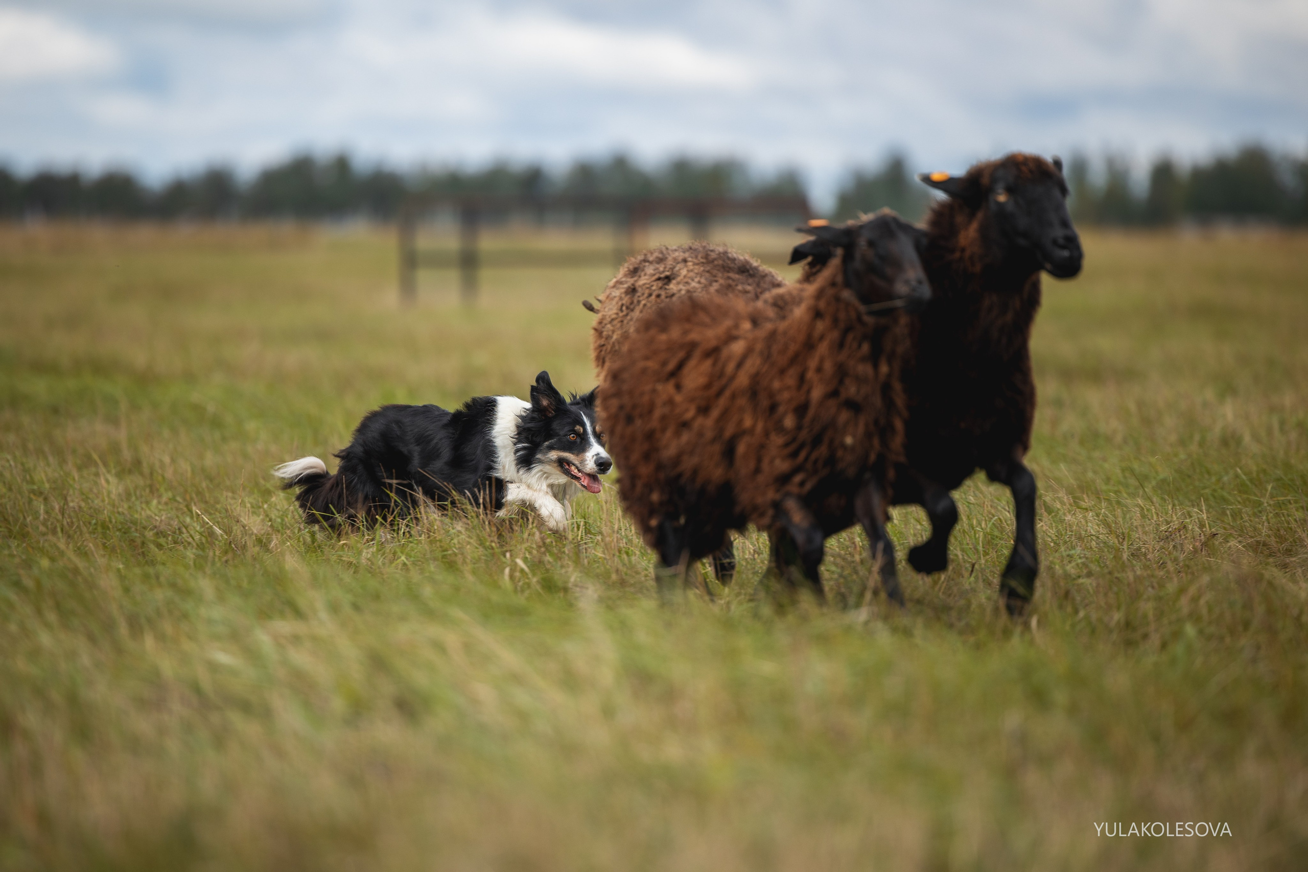 Пастуший интенсив, сентябрь 2024. YULA KOLESOVA | Фотограф — Анималист | Художник | Тюмень