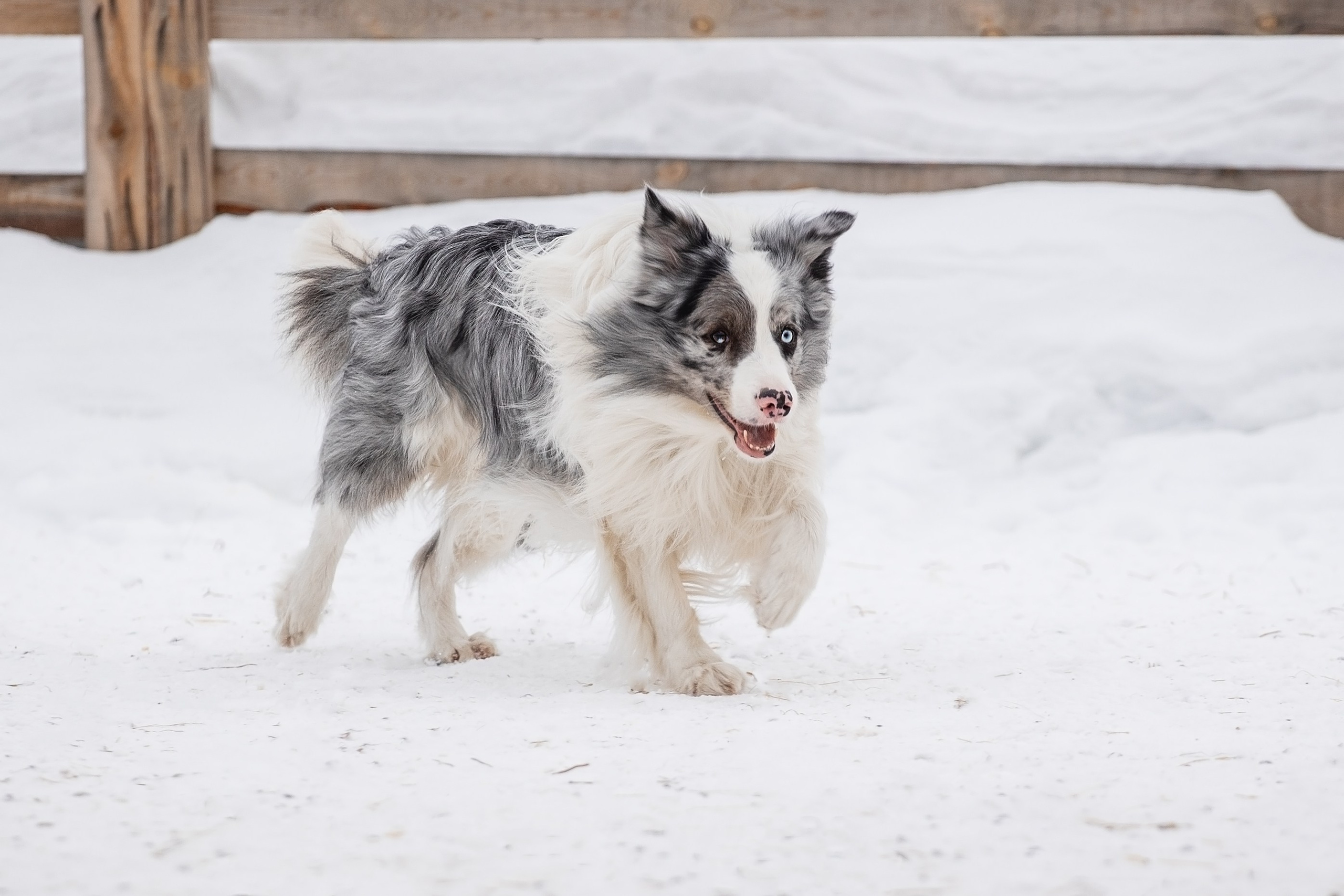Ольга и Лаки. YULA KOLESOVA | Фотограф — Анималист | Художник | Тюмень