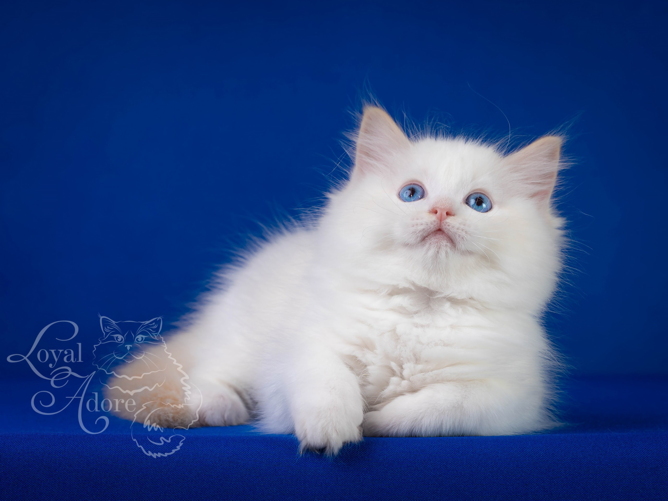 Котята рэгдолл от Loyal Adore. Питомник рэгдолл Loyal Adore