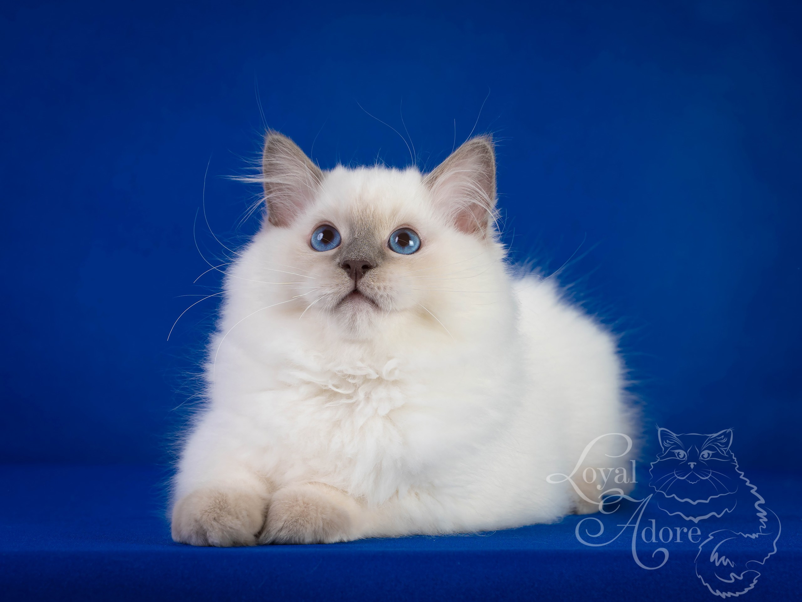 Коты производители Loyal Adore. Питомник рэгдолл Loyal Adore