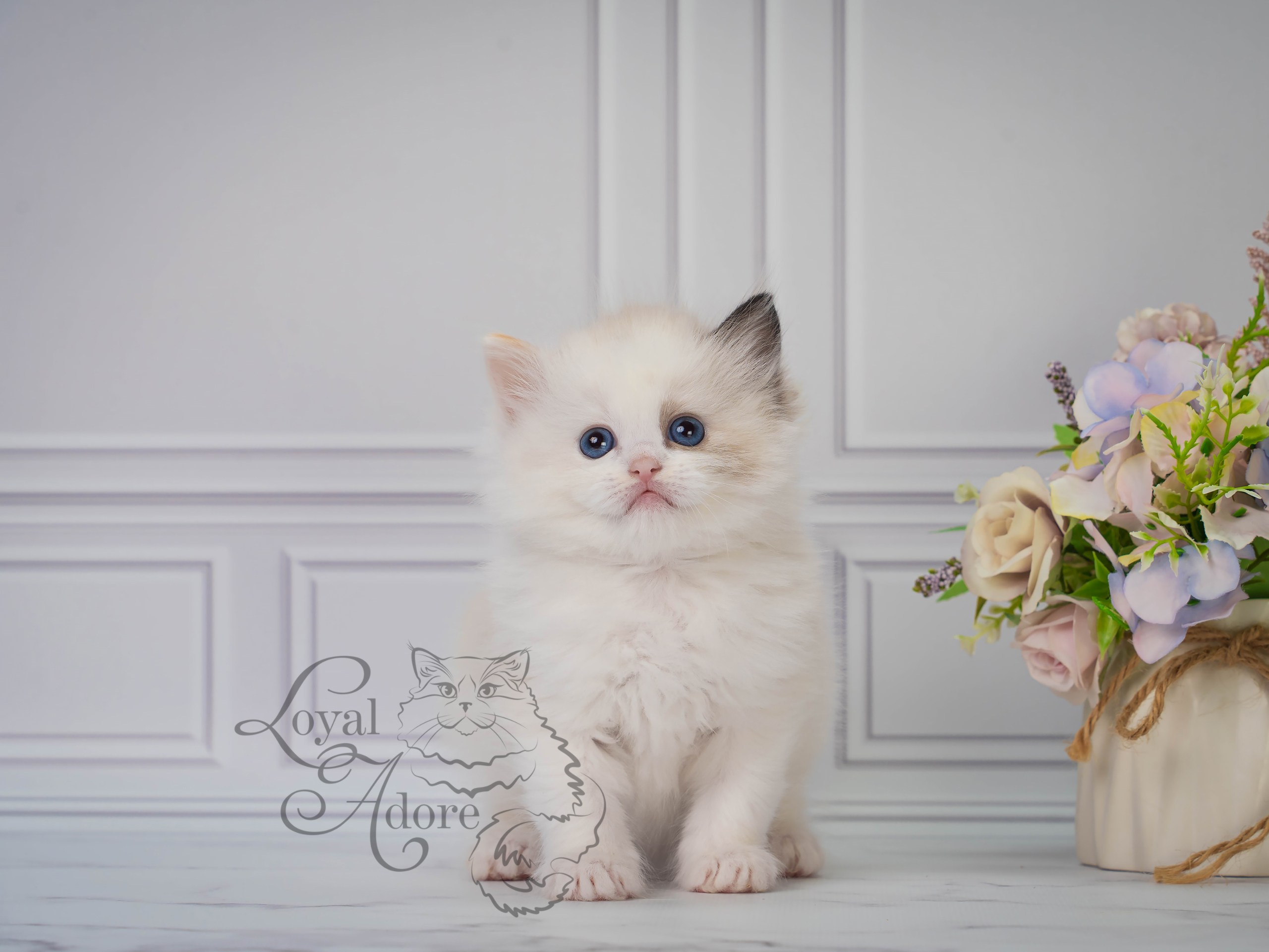 Котята рэгдолл от Loyal Adore. Питомник рэгдолл Loyal Adore