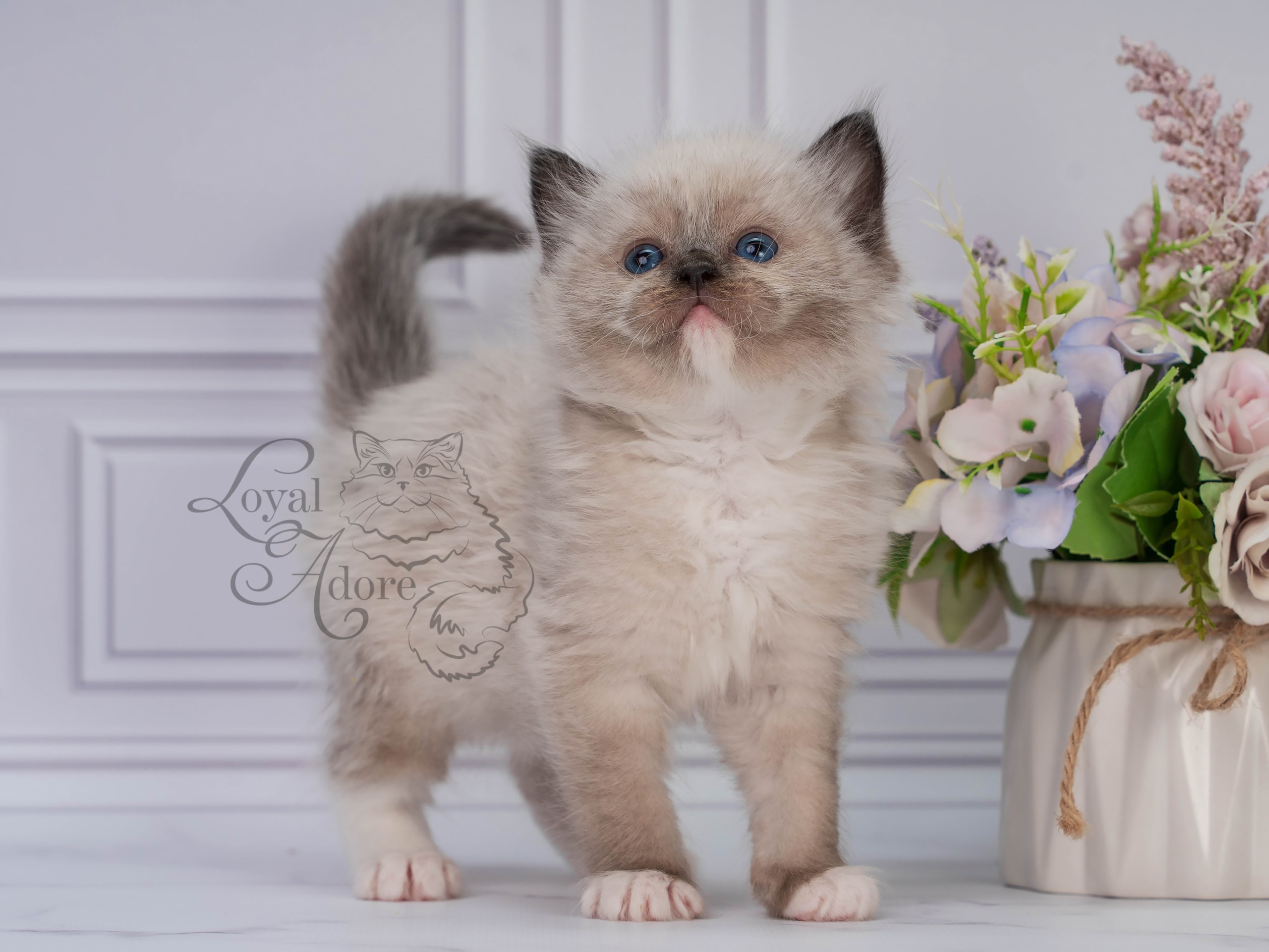 Котята рэгдолл от Loyal Adore. Питомник рэгдолл Loyal Adore