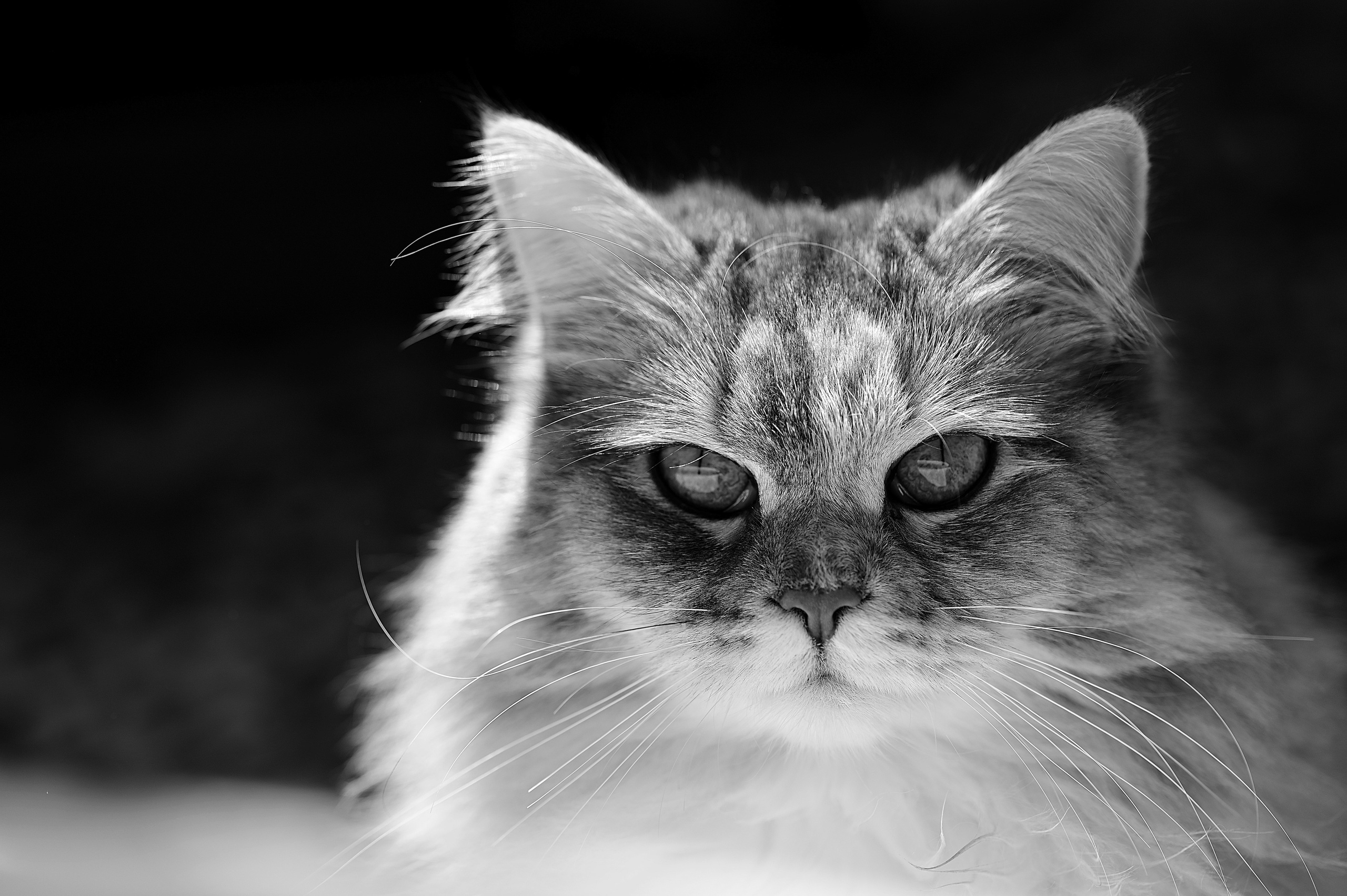 Главный помощник — кошка Груша. Семейный и женский фотограф в Краснодаре Анастасия Глебова