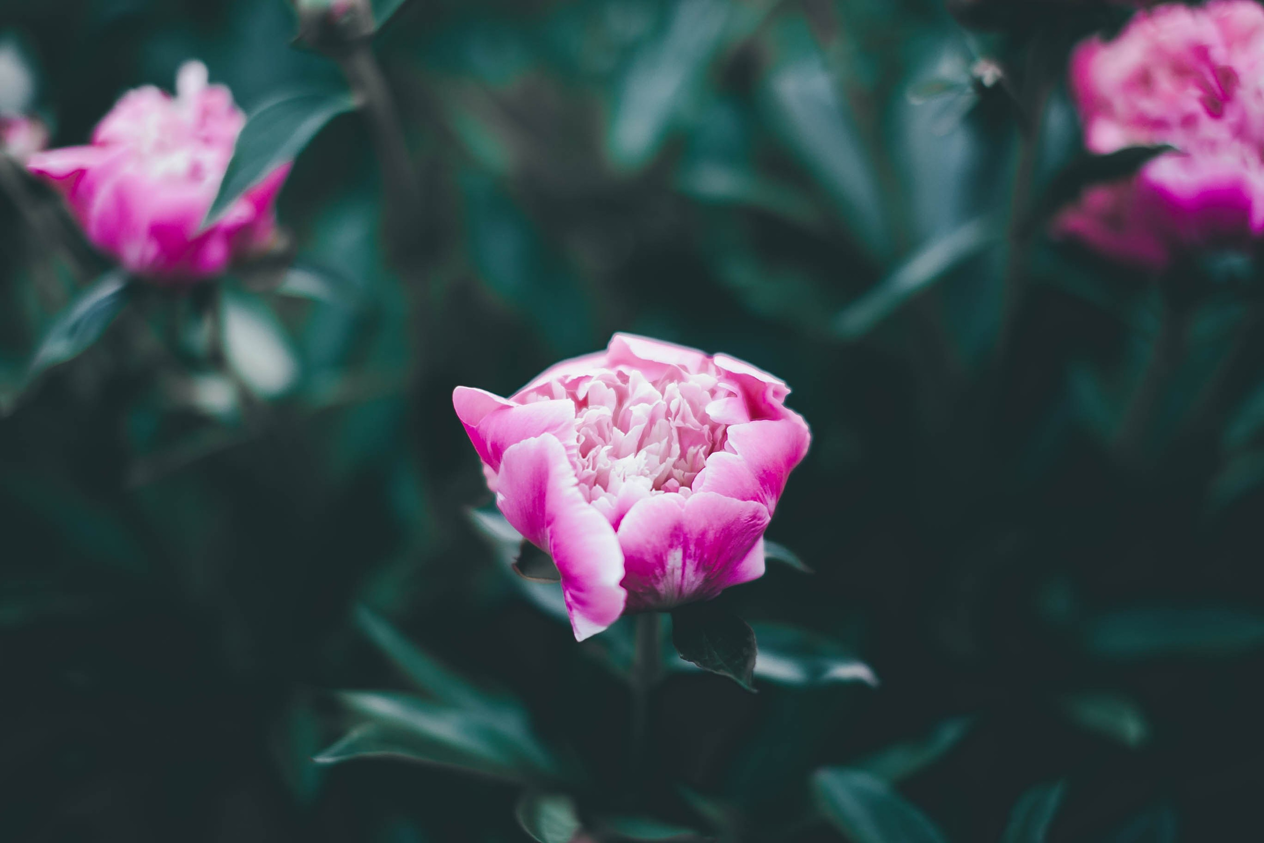 Тут нет людей. Главная