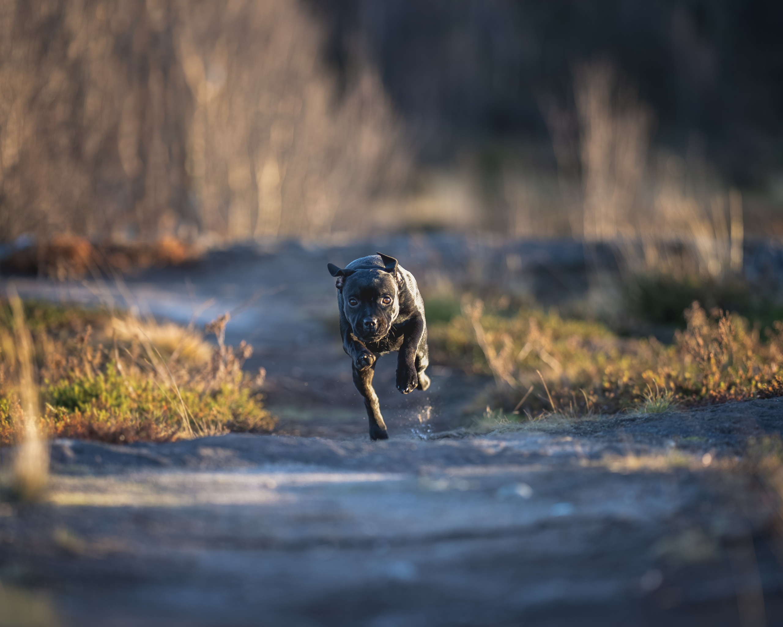 Пуля. Главная