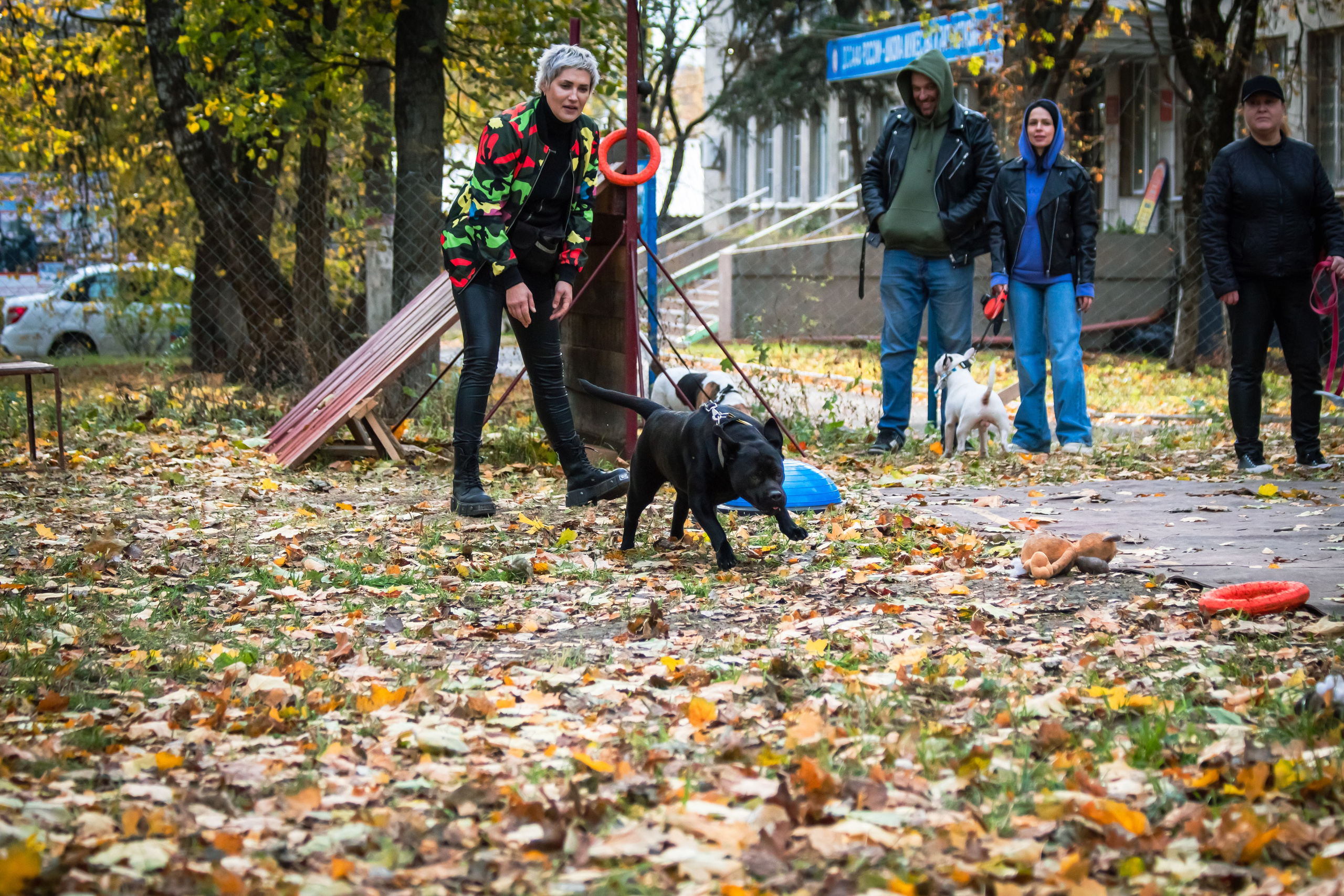 Костюмированный парад собак. Фотограф анималист — Тула, Москва