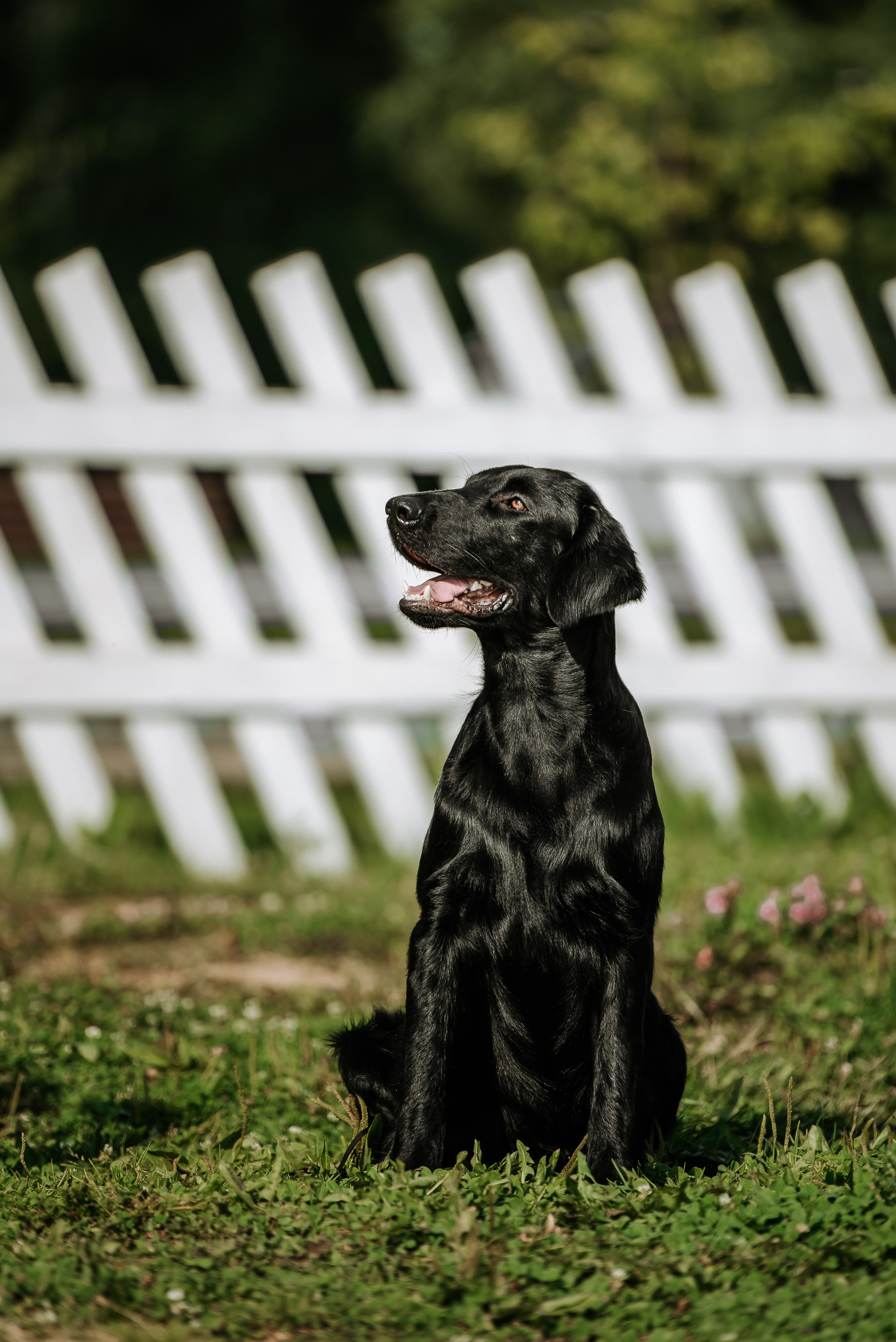 Собаки уличные. Фотограф Диана Оленина Красноярск / Братск
