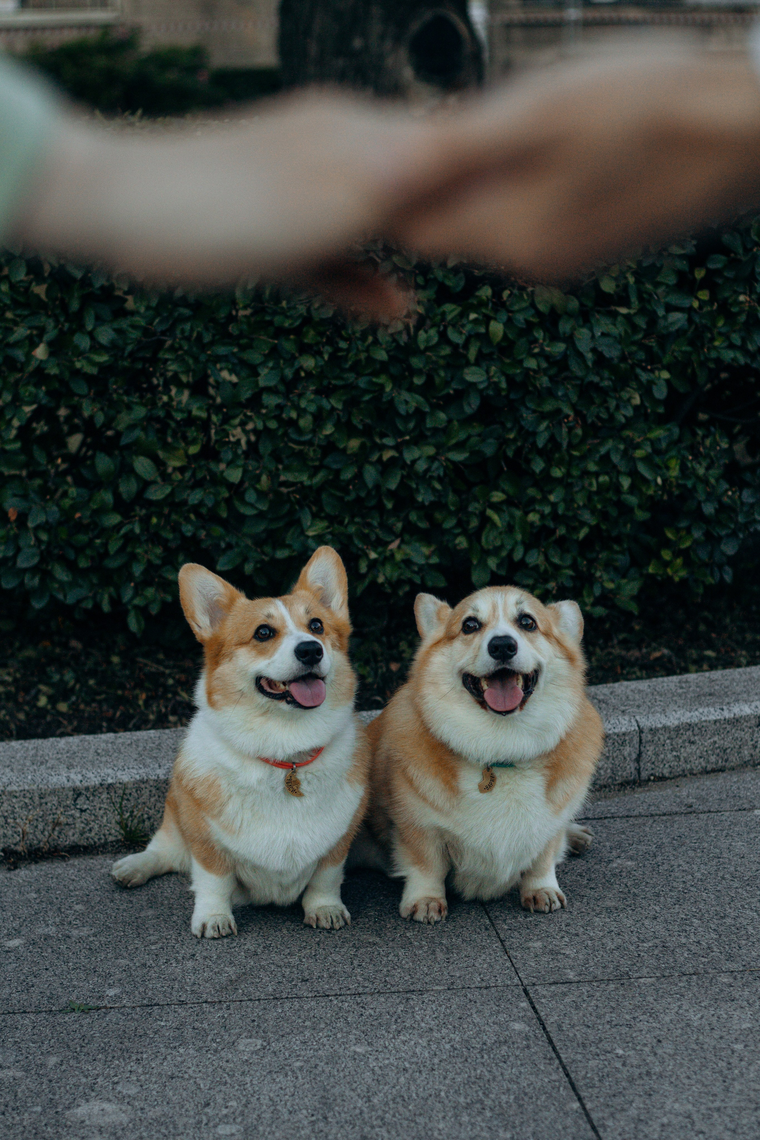 Лиза и Саша, Варди и Челси. Фотограф-анималист в Санкт-Петербурге