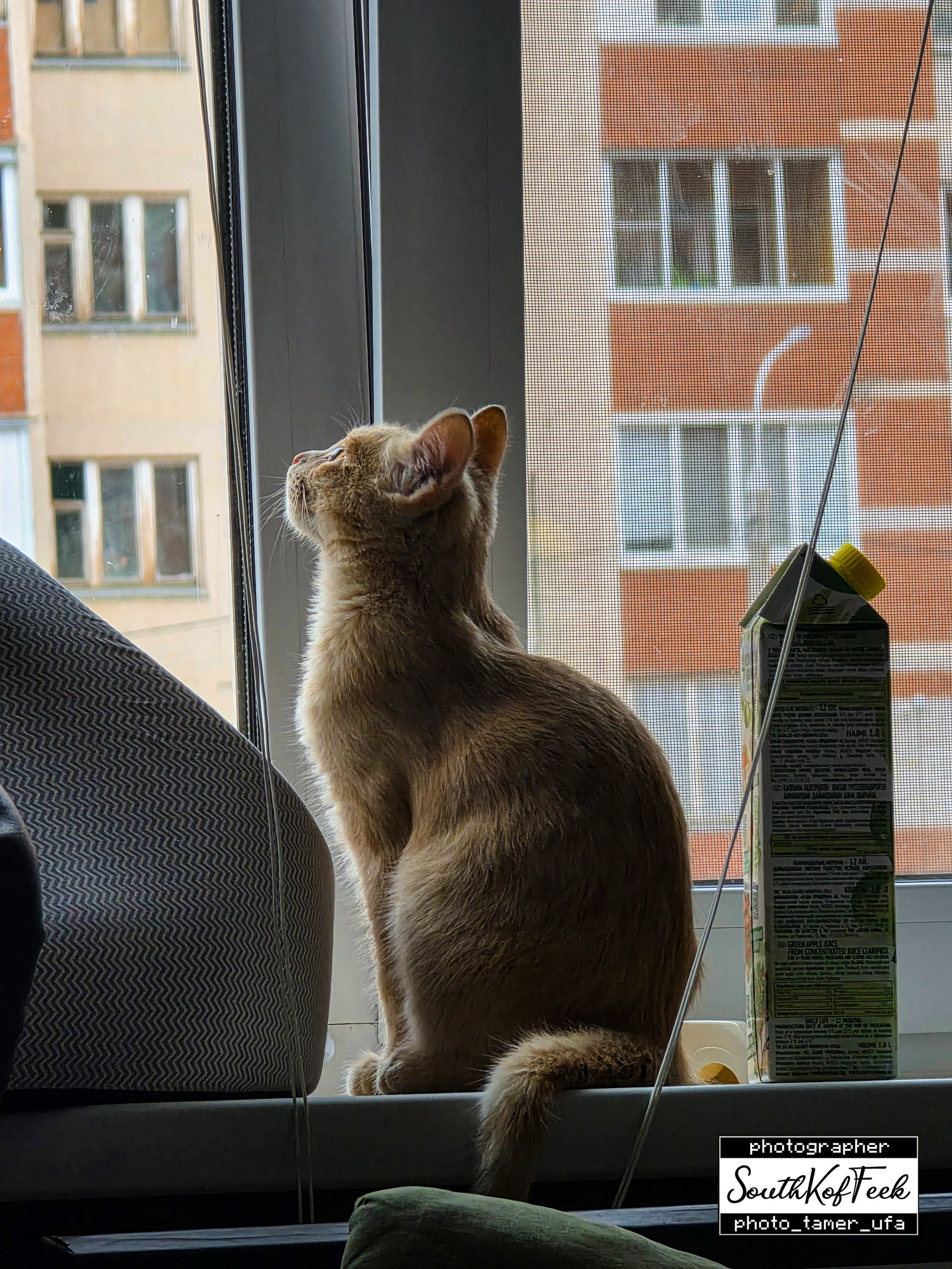 Фотосессии животных. Photo Tamer Ufa