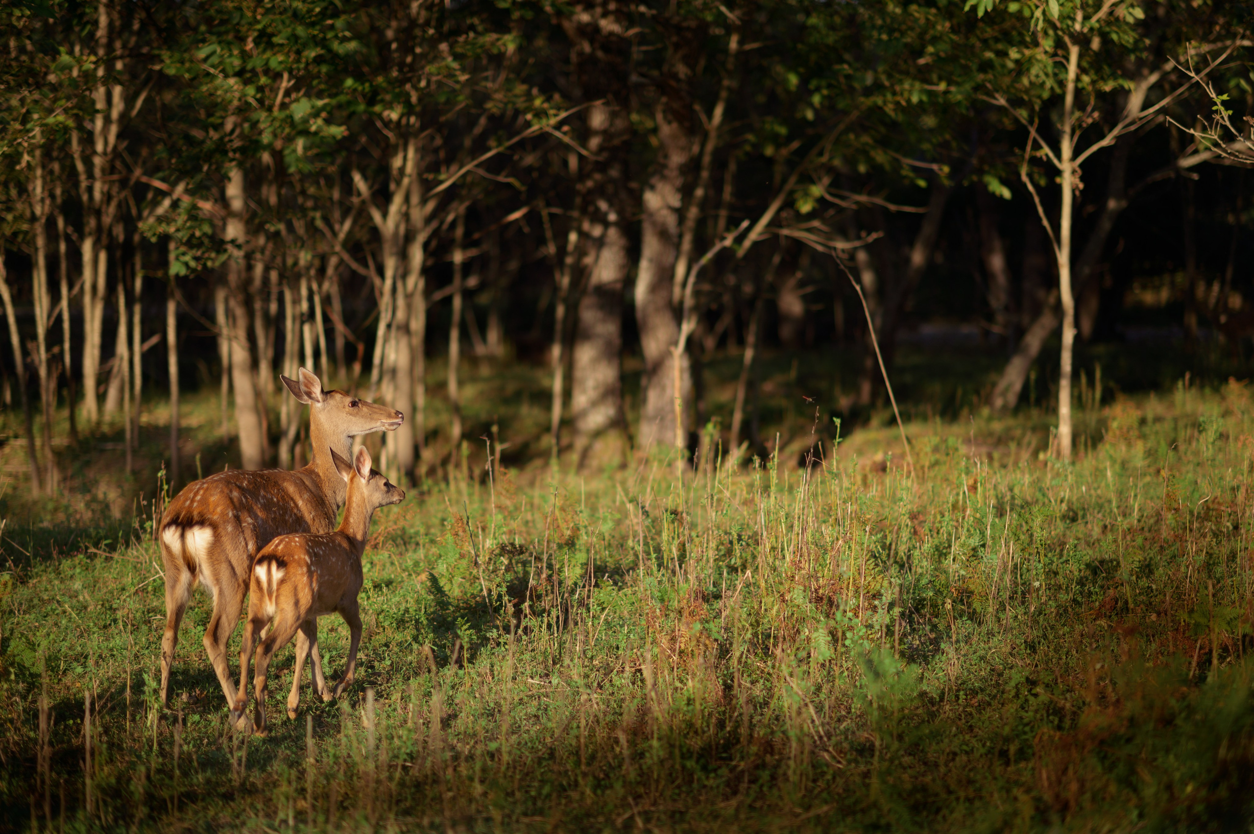 Робин Гуд. Главная