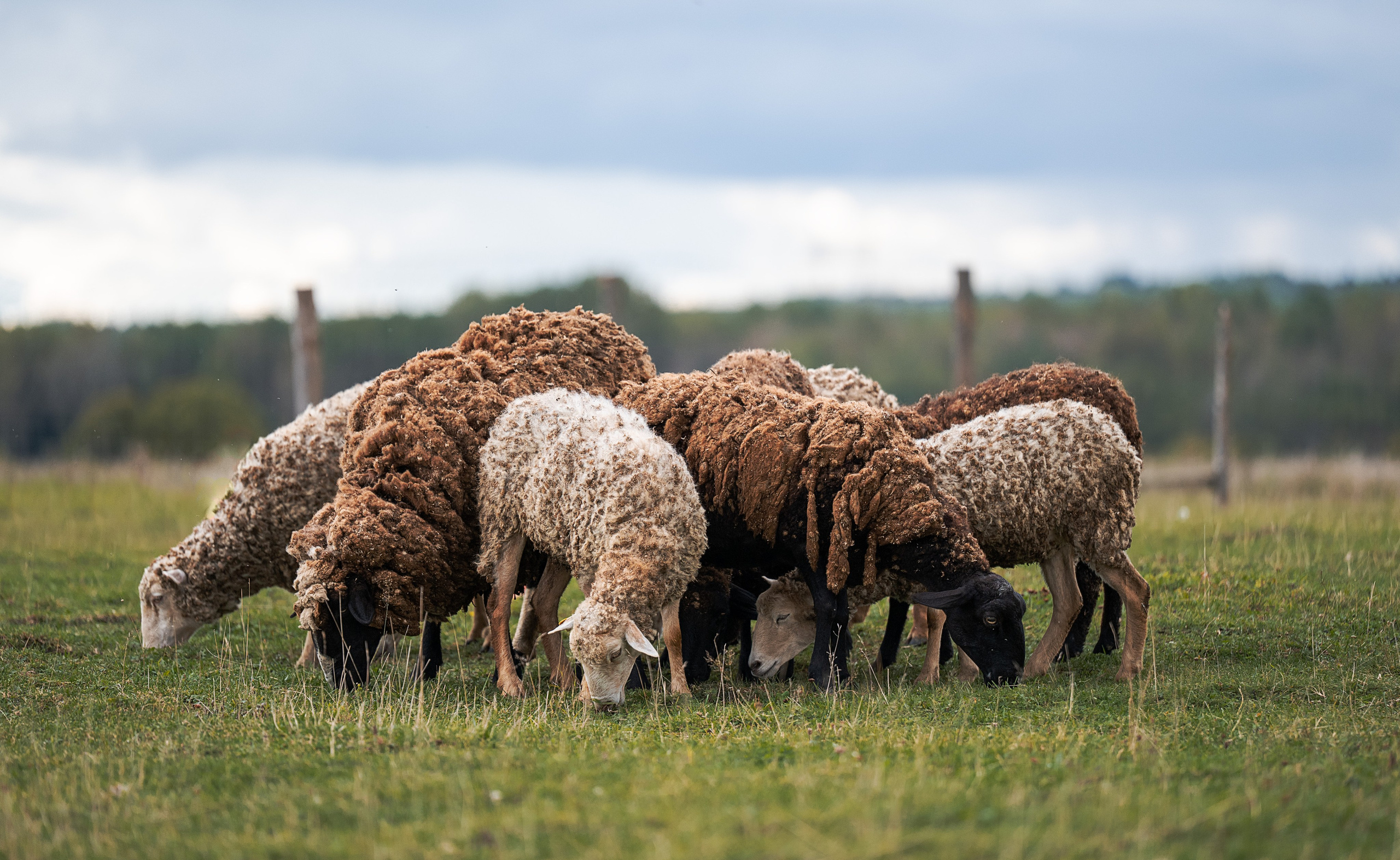 Тренировки пастьбы. Фотограф-анималист Виктория Симонова. СПб