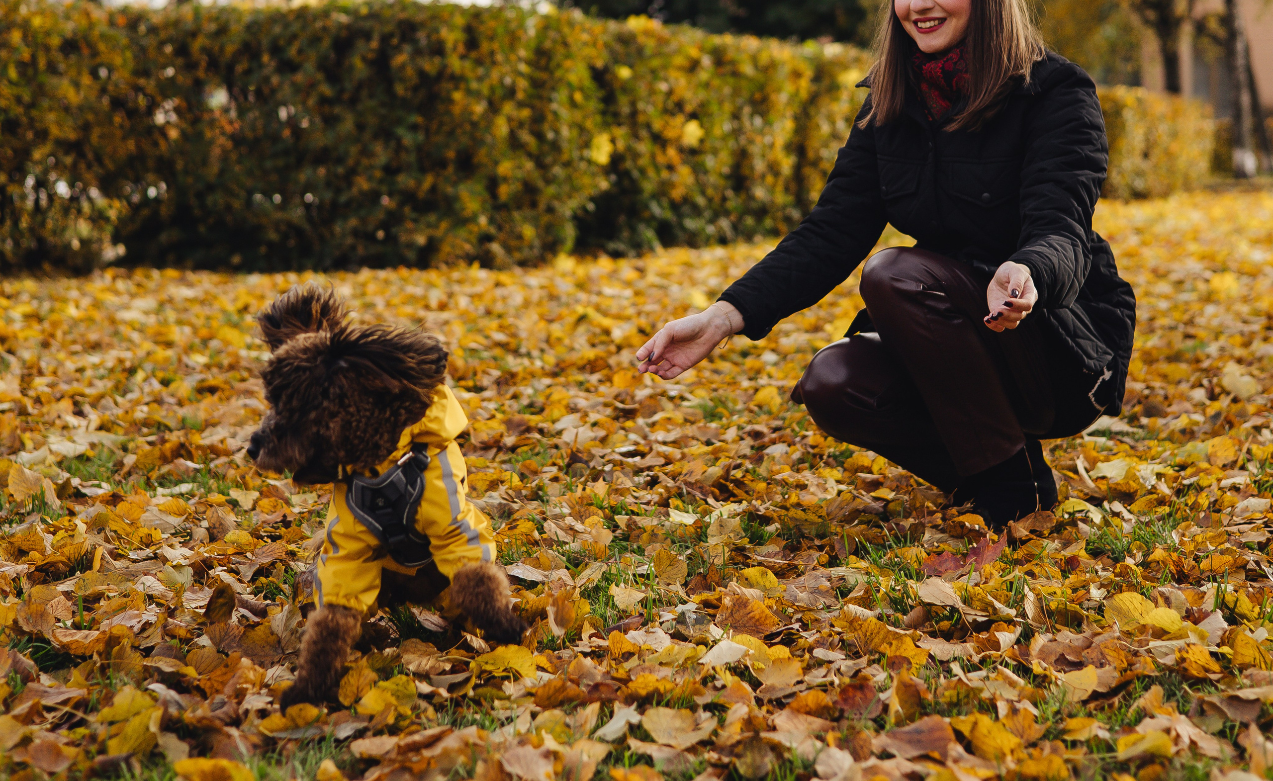 Летающая Мерси