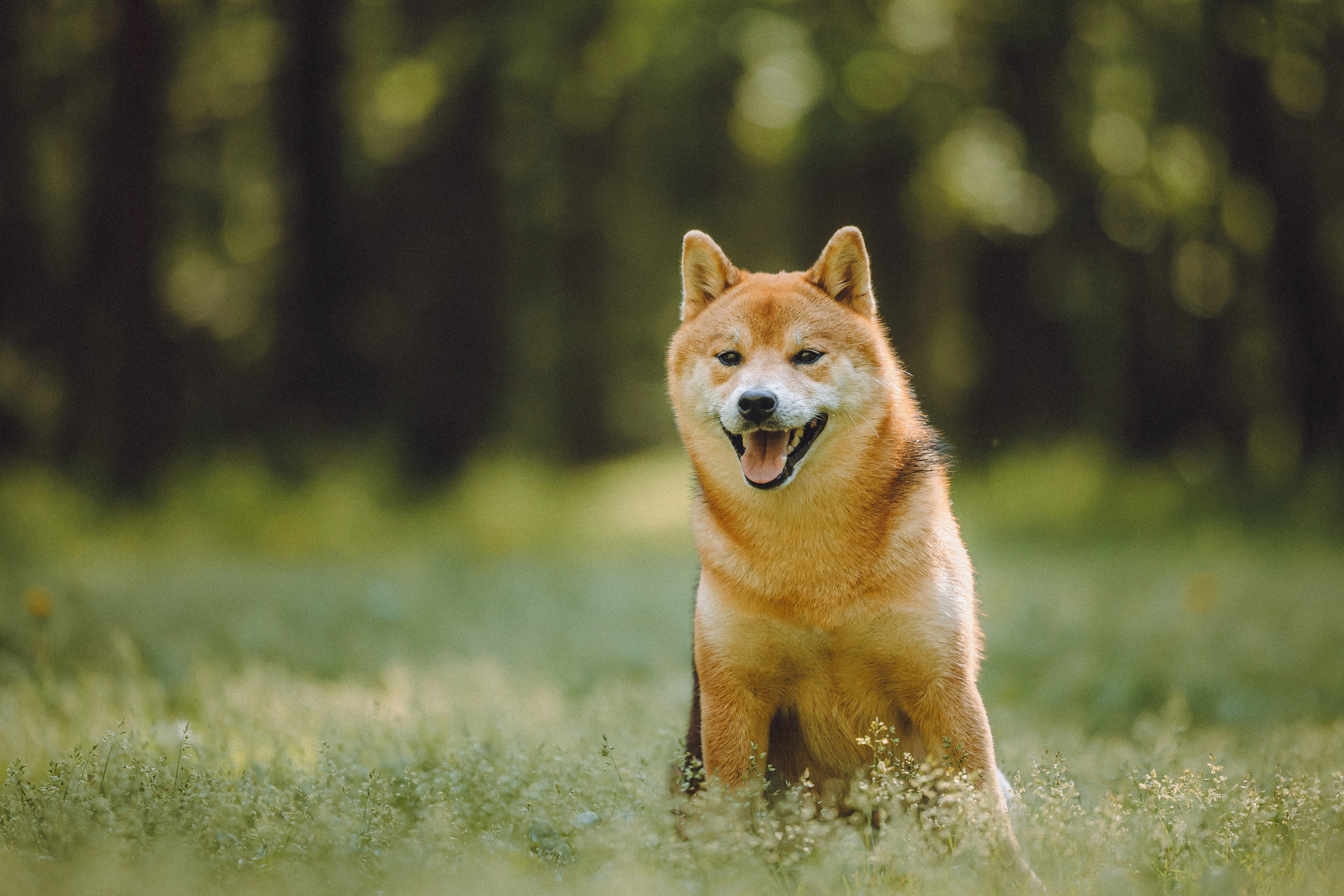 Шед, Цири, Чиби, Цера и их семья