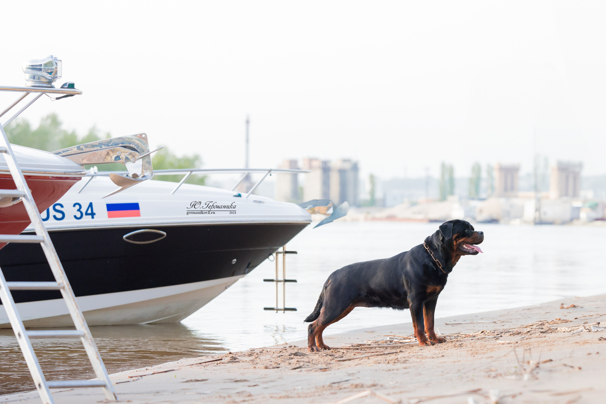 Саратов 2 х моно ротвейлеров 28-29.04.2024. Фотограф-анималист Юлия Германика