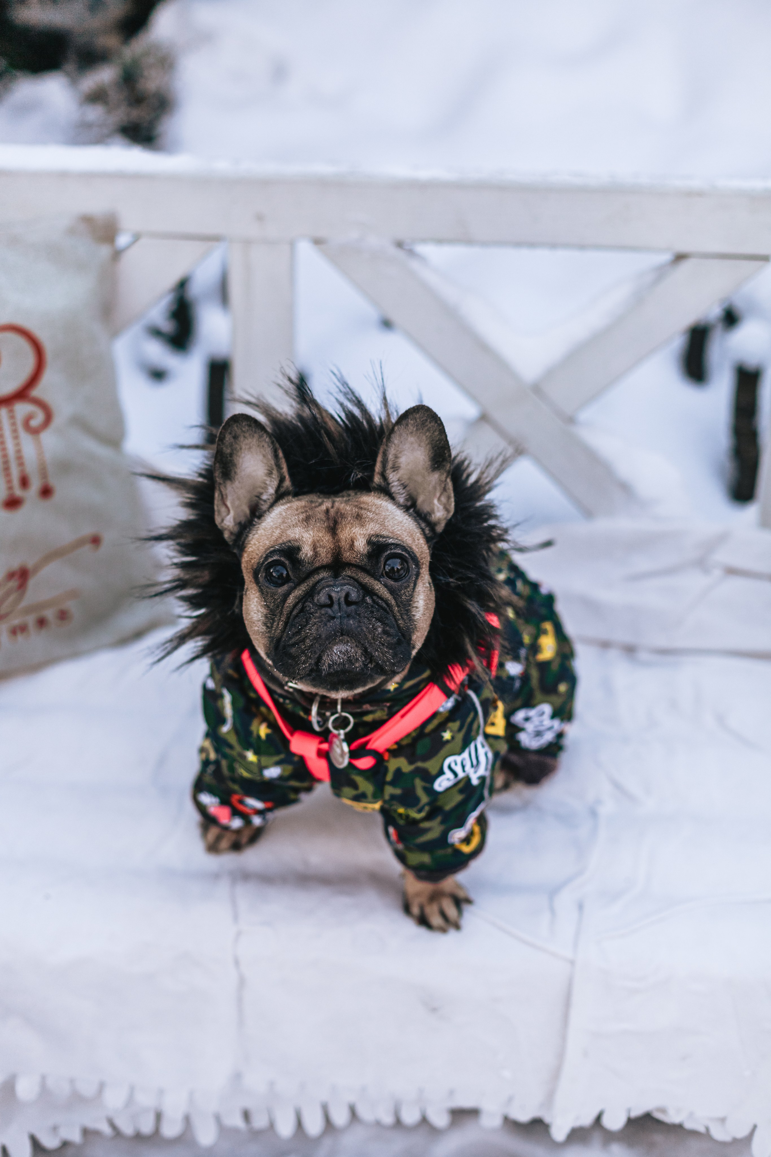 Зингер дача. Фотограф-анималист Татьяна Степанова