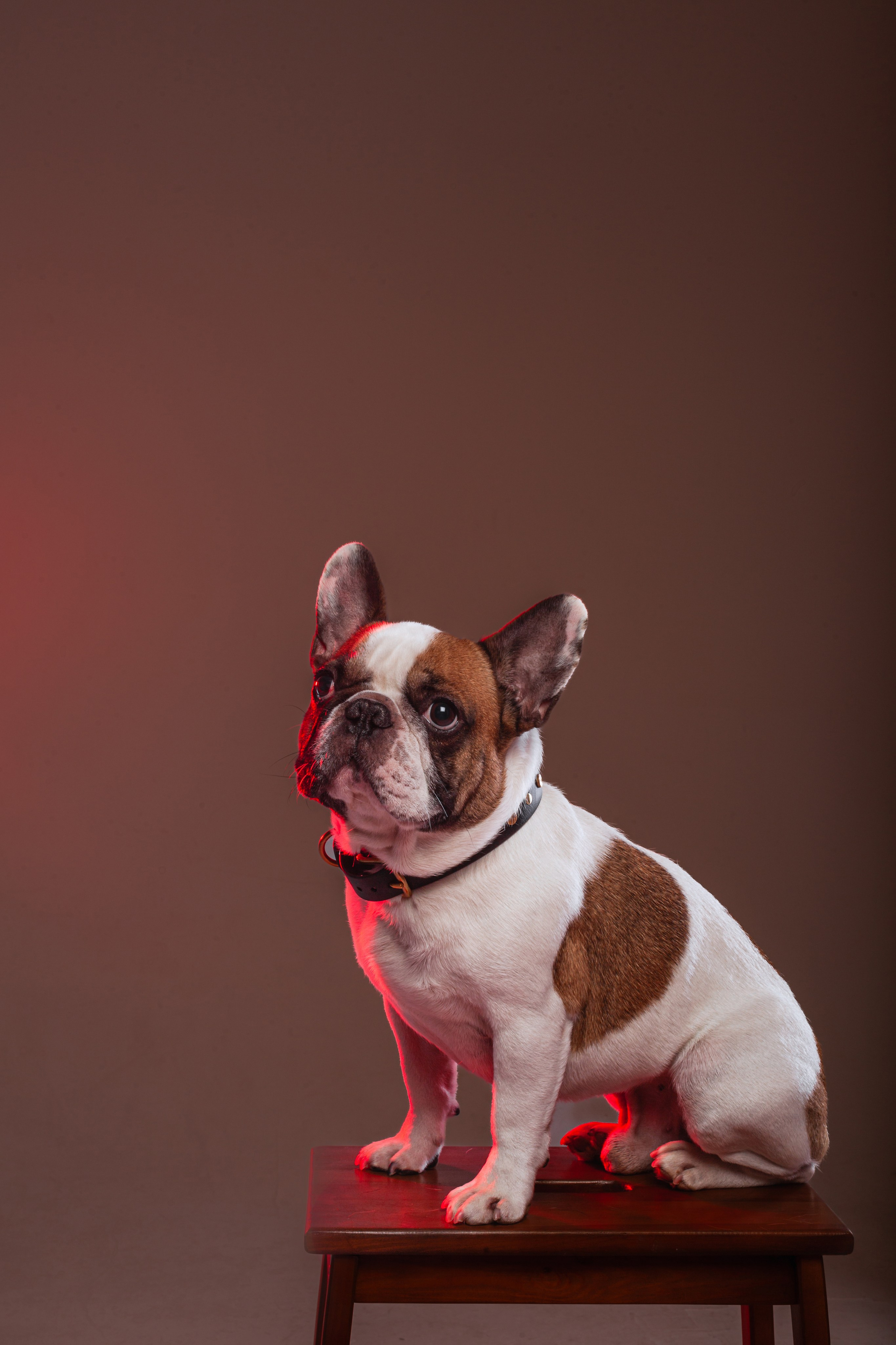 Студийная фотосессия с цветным светом. Фотограф-анималист Татьяна Степанова