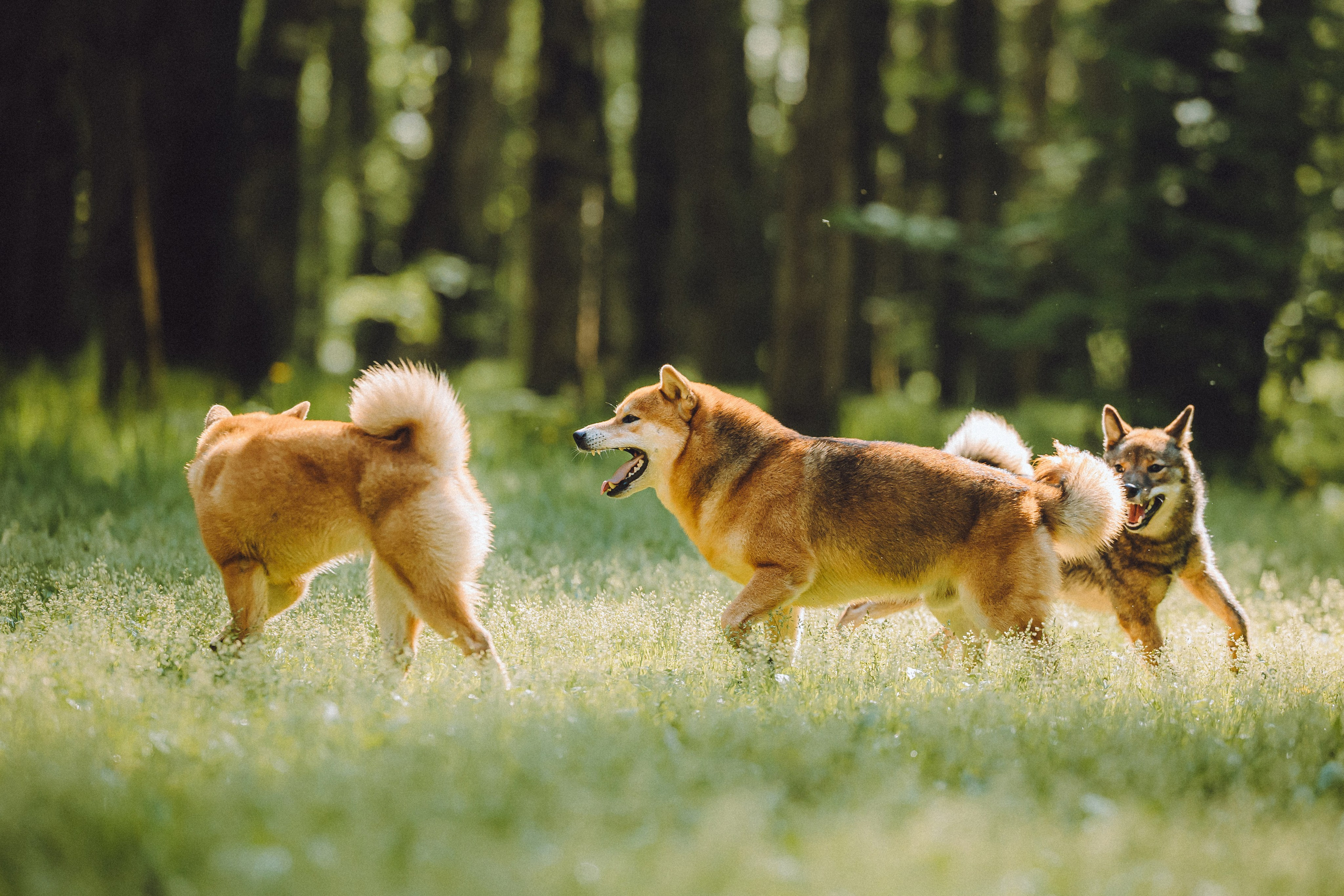 Шед, Цири, Чиби, Цера и их семья