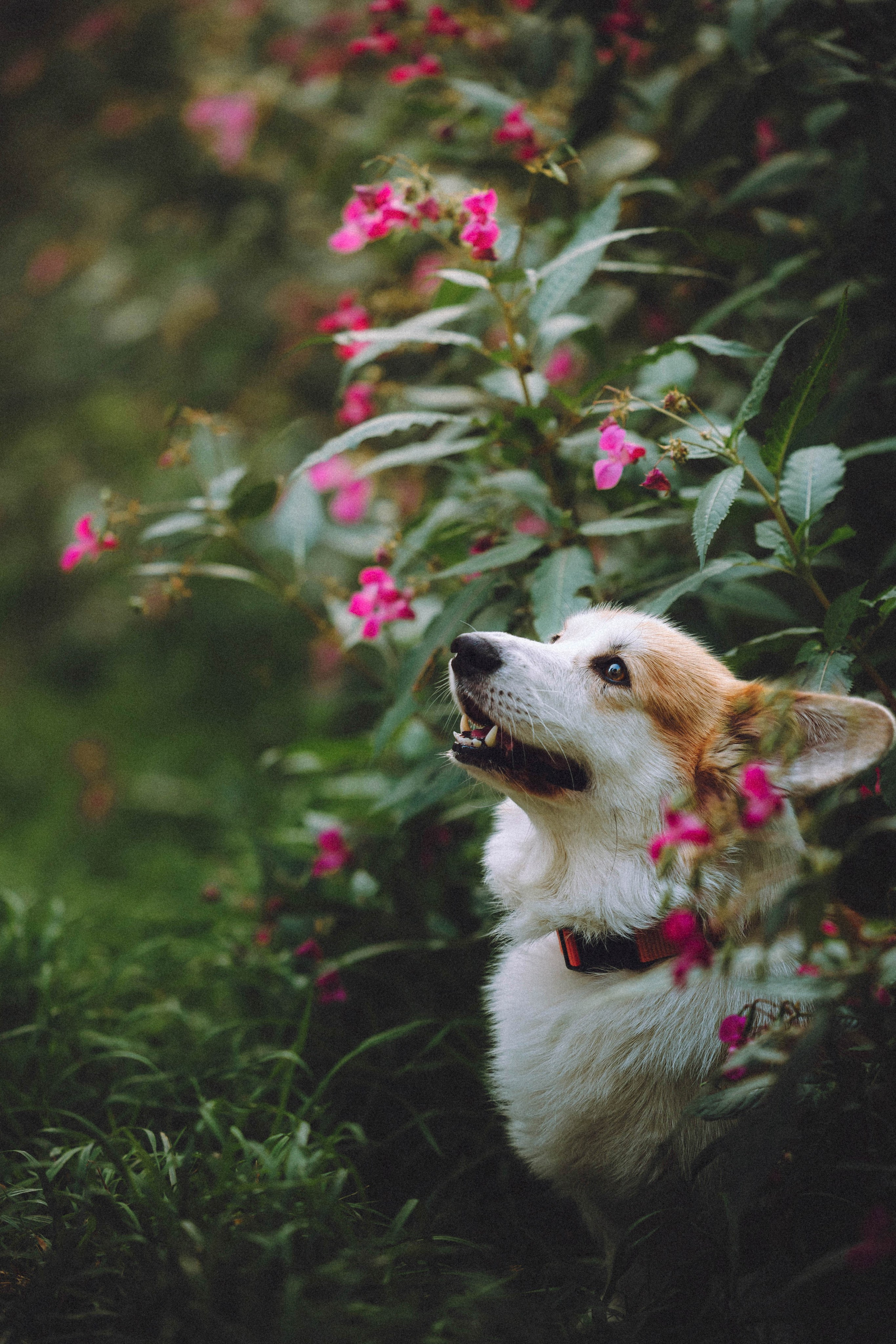 Арчи и его семья