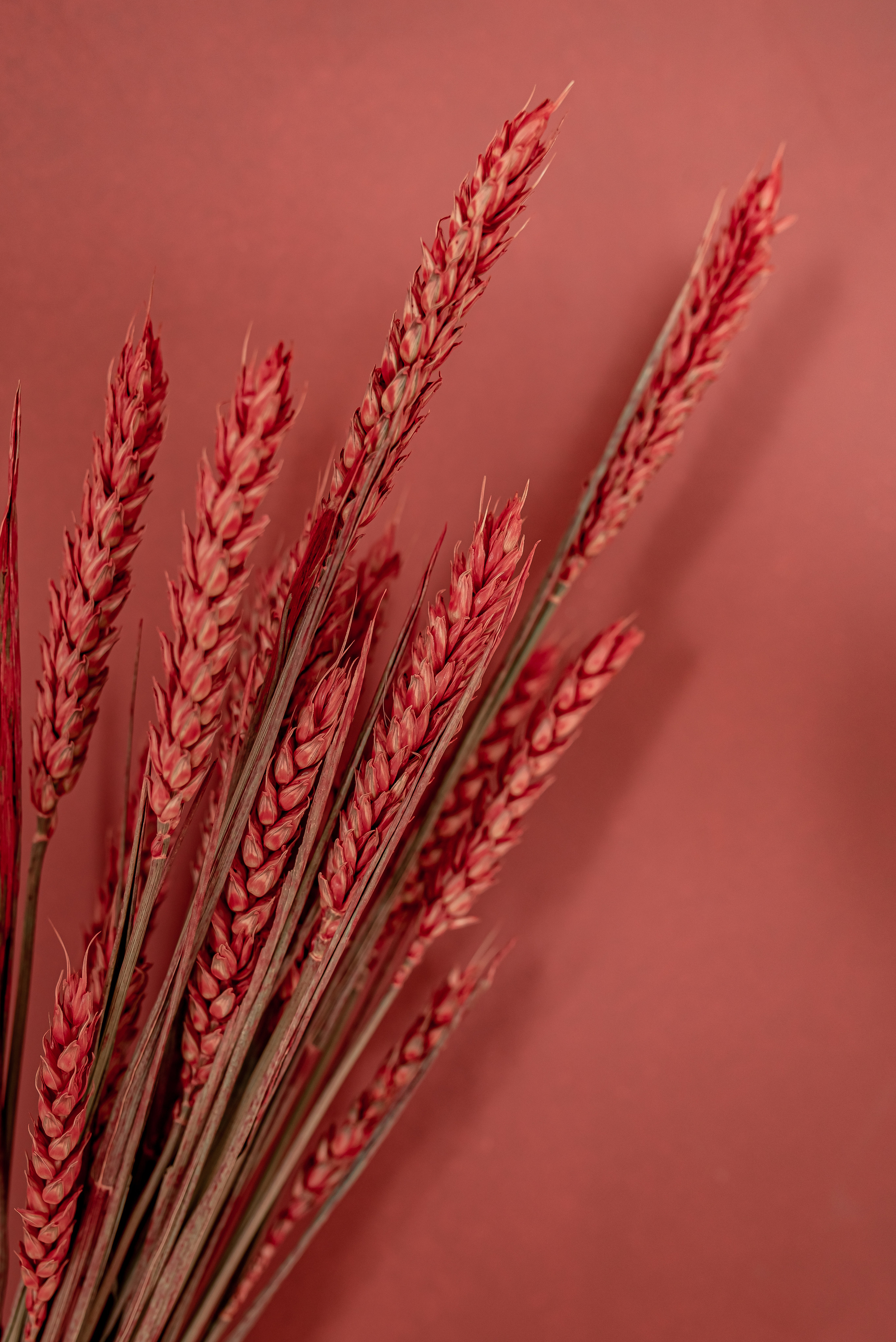 Имидж съемка предметная съемка контент съемка. Ольга Ли свадебный семейный фотограф Иркутск