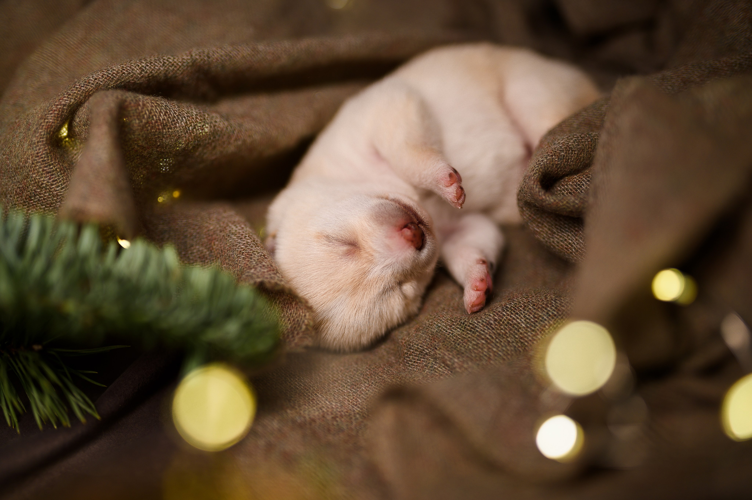 Мамесиба. Фотограф анималист в Москве Ольга Агушева