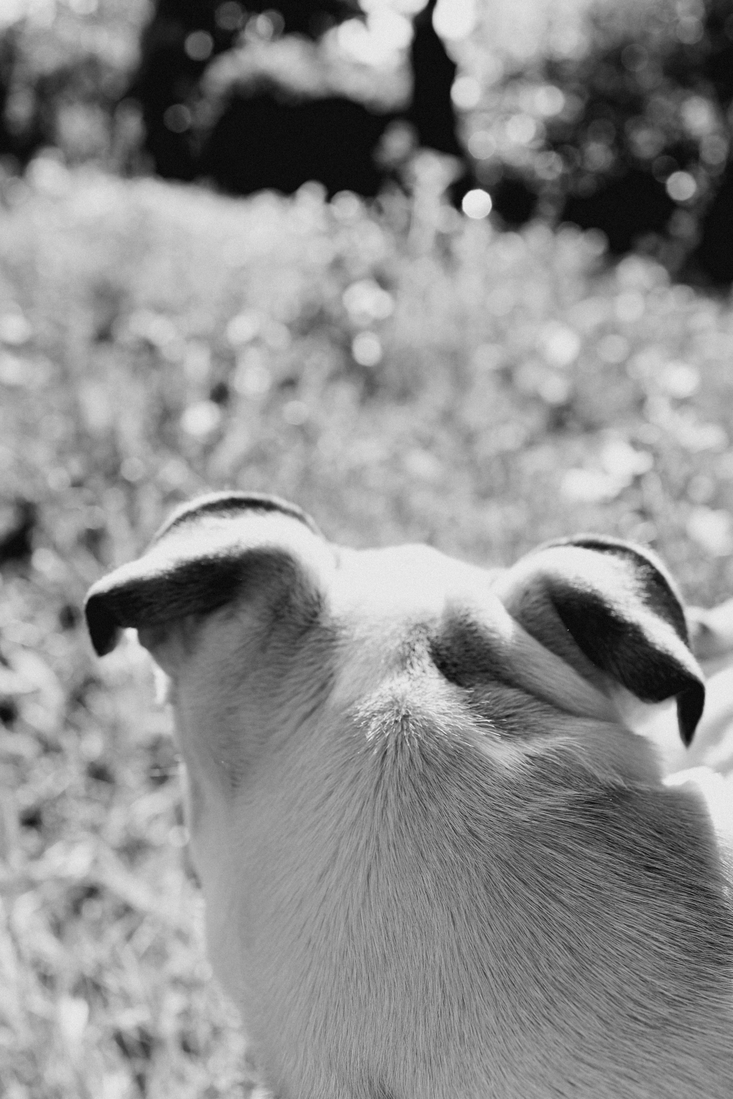 Новый член семьи. Withlovent | Фотограф в Севастополе