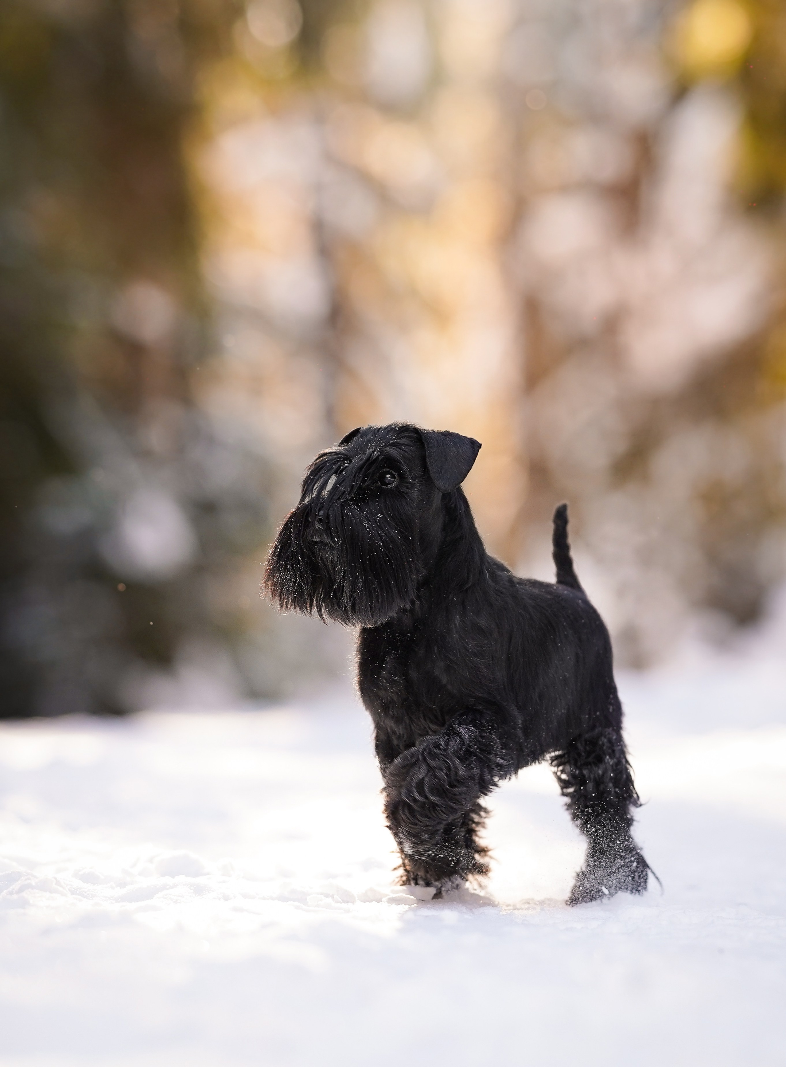 Настя Энзо и Мия. Фотограф-анималист в Санкт-Петербурге Яна Мартынова