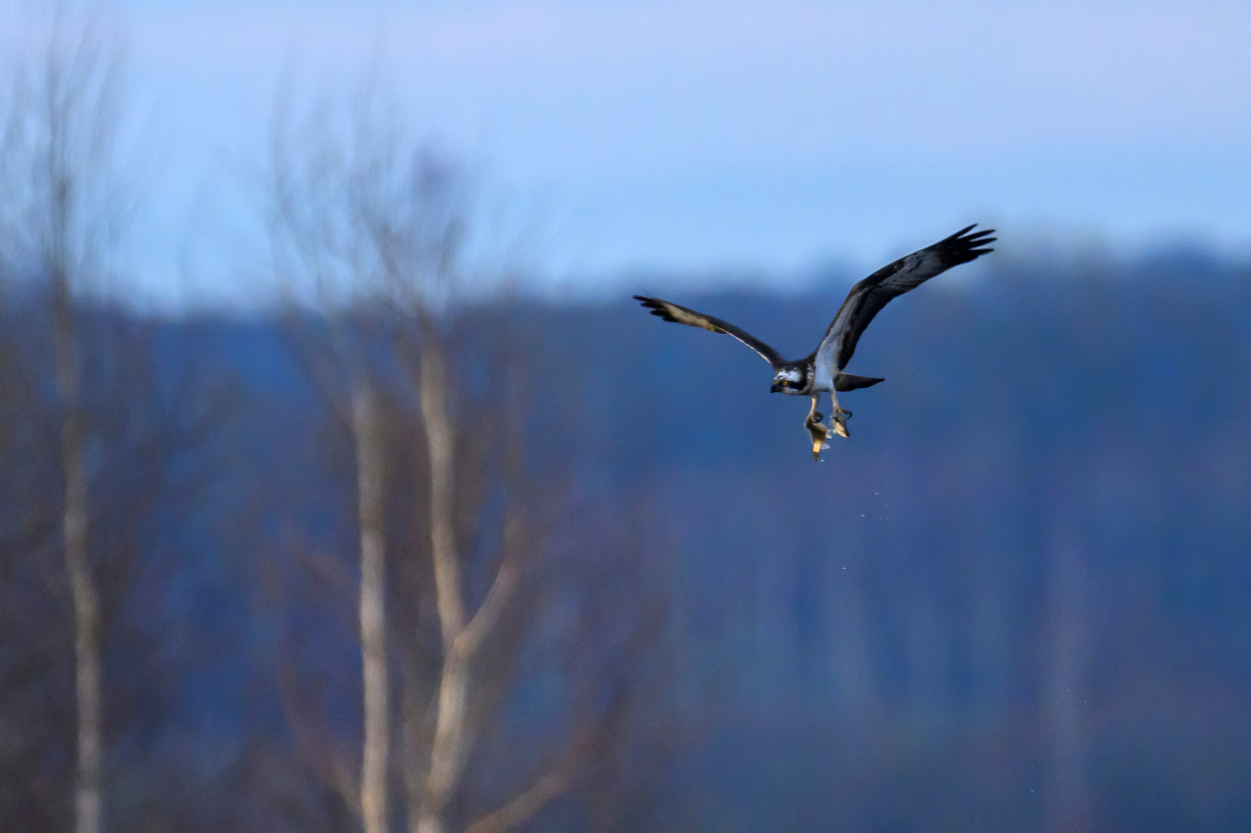 Дуплет скопы. Wildlife photography by Sergey Puponin