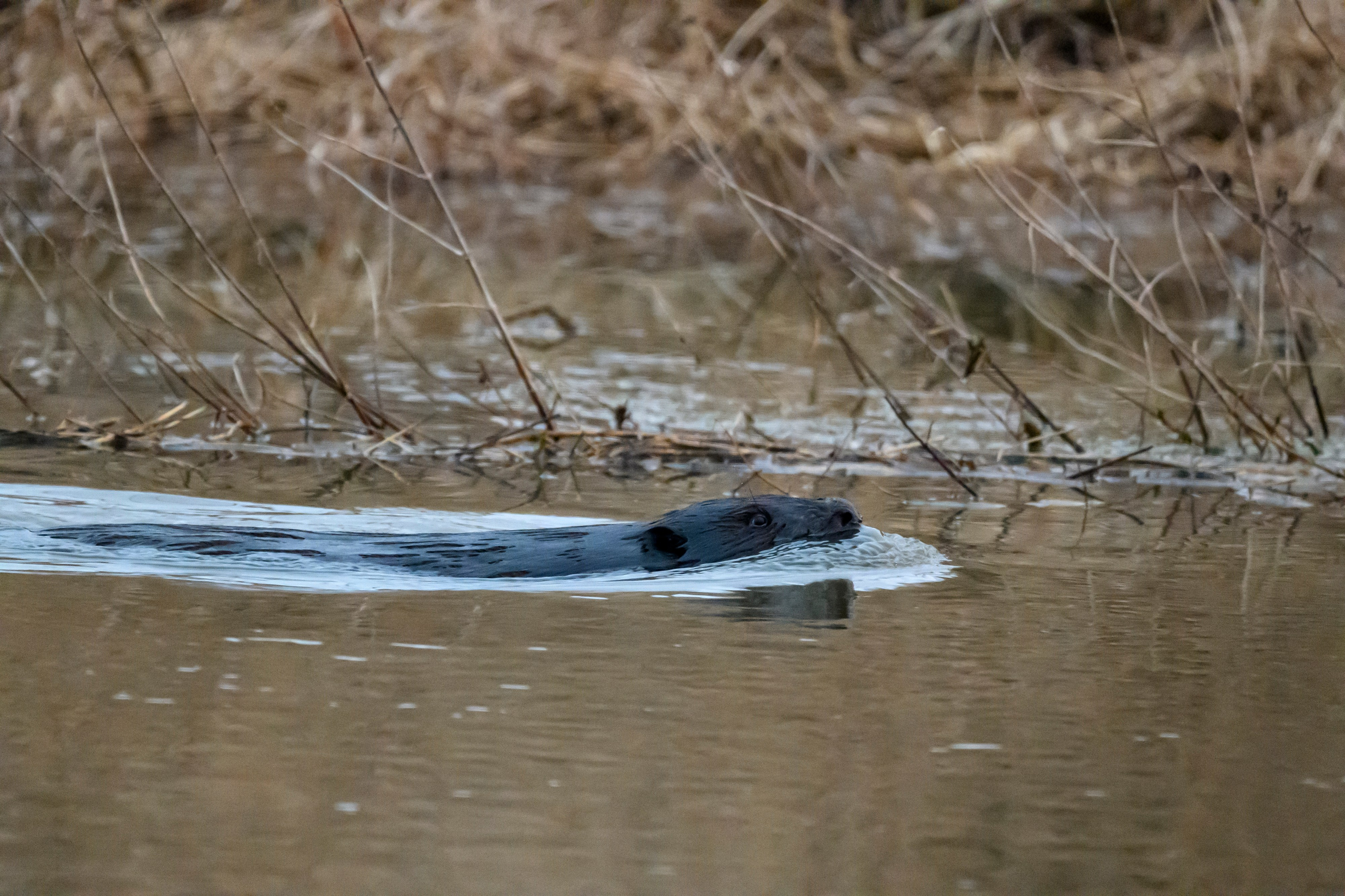Кабан и бобер. Фотограф Сергей Пупонин