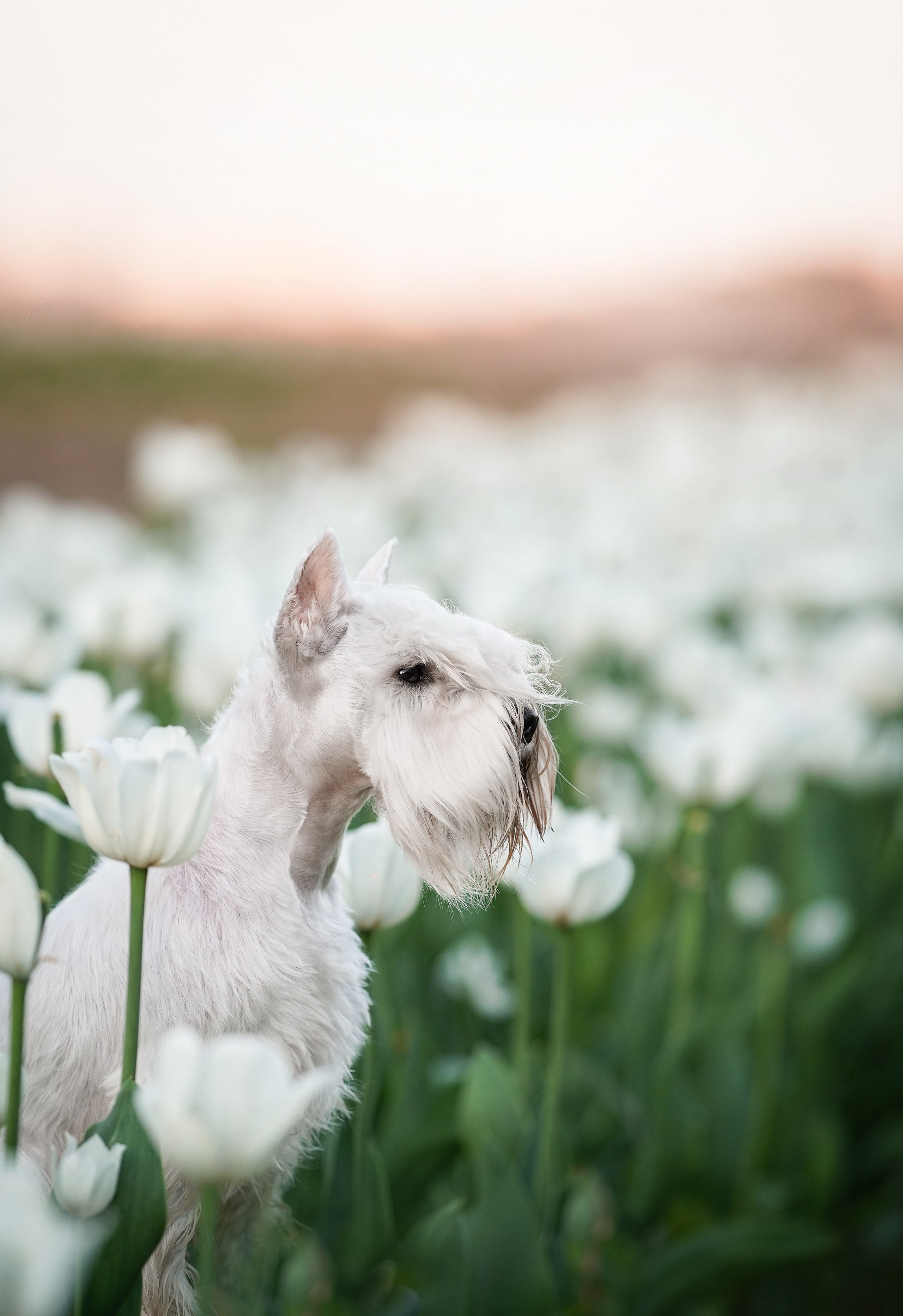 Оля и Доминик. Фотограф-анималист в Санкт-Петербурге Яна Мартынова