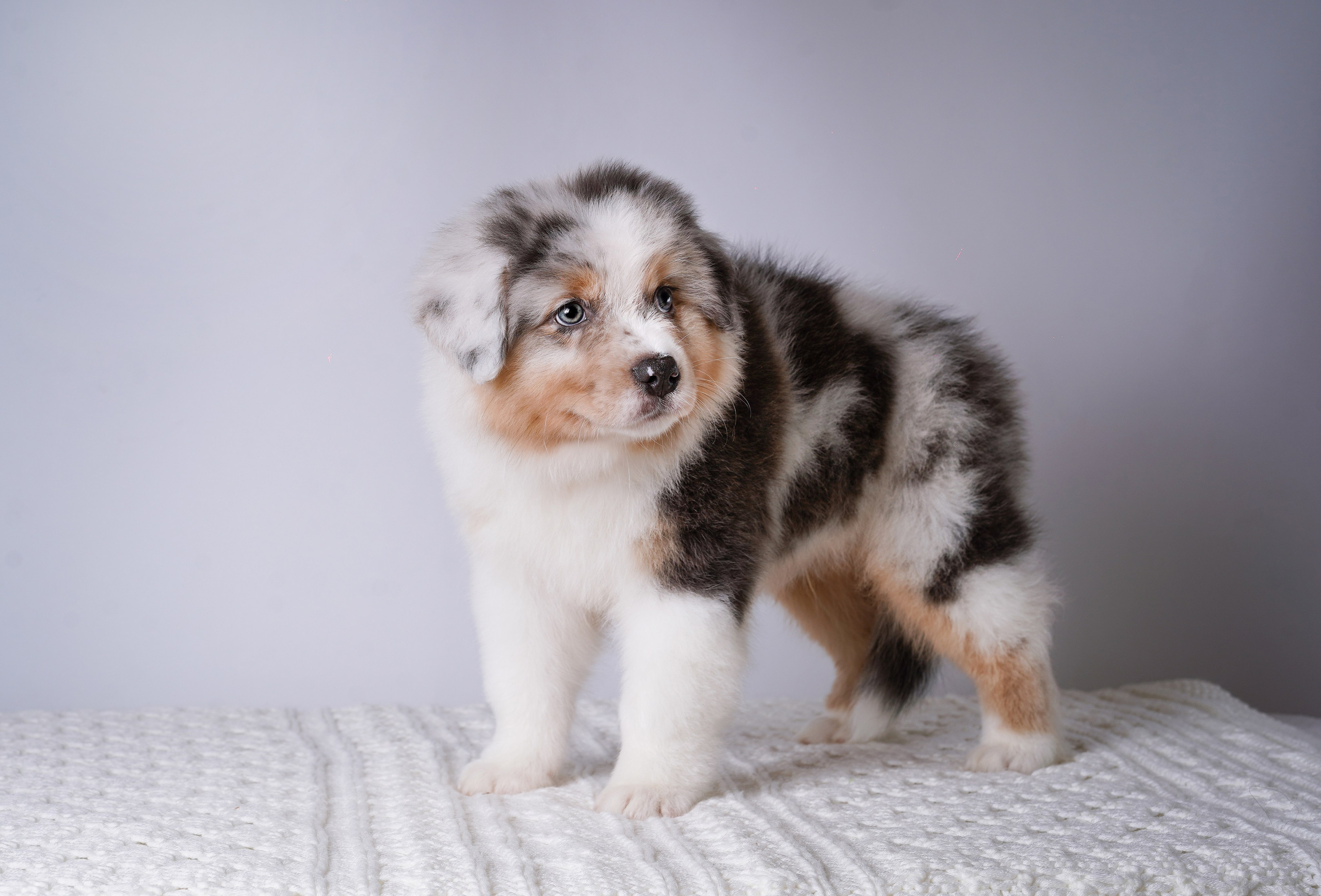 Щенки аусси. Фотограф-анималист в Санкт-Петербурге Яна Мартынова