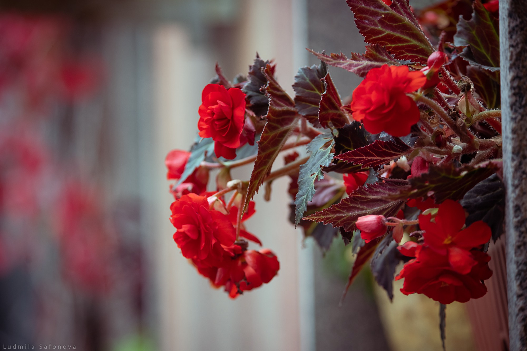 Сбор труппы МХТ им. Чехова. Lucytheatre