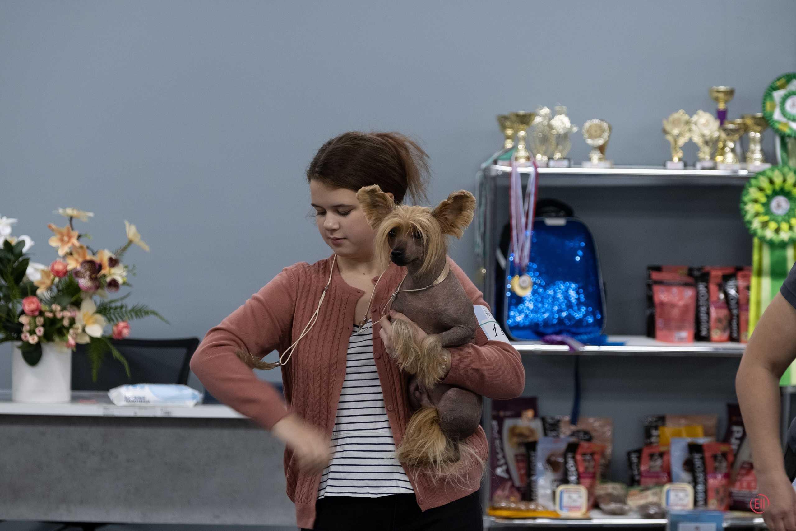 Праздник породы «Яркий мир китайских хохлатых собак». Питомник китайских хохлатых собак Poale Ell: купить щенка