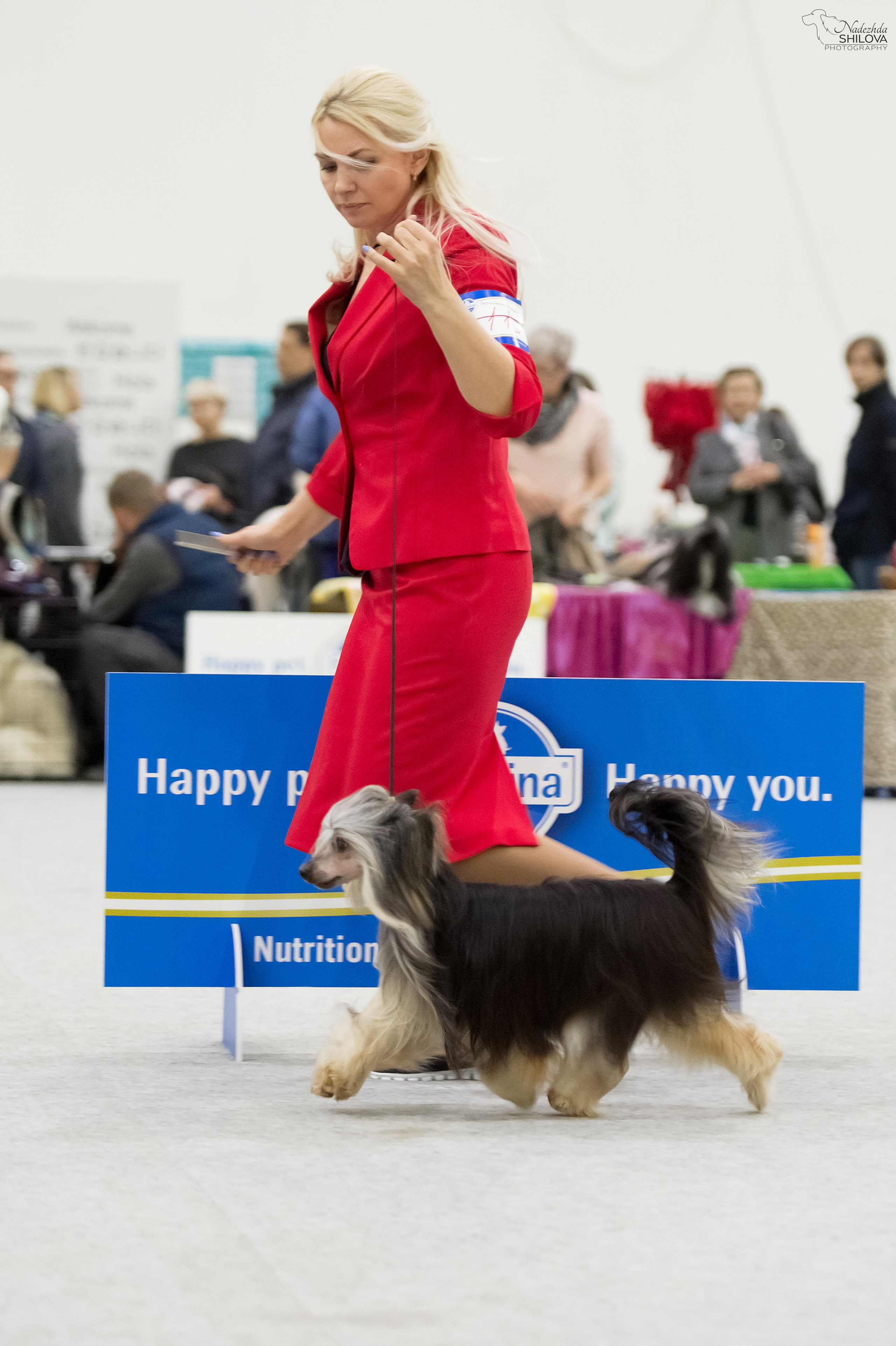 Poale Ell Bazhen. Chinese Crested Dog Kennel Poale Ell