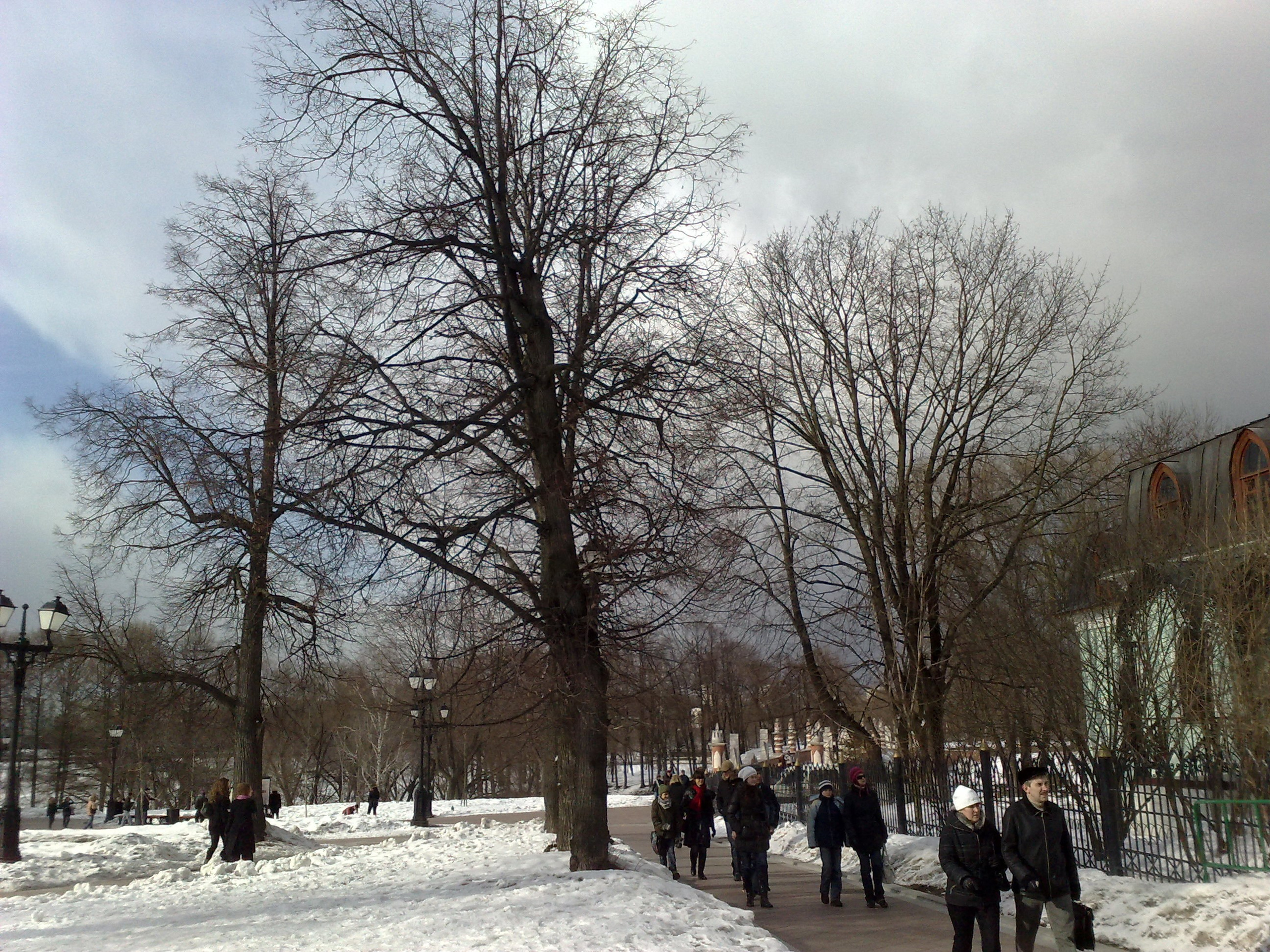 Царицино музей-усадьба. Питомник китайских хохлатых собак Poale Ell: купить щенка в питомнике