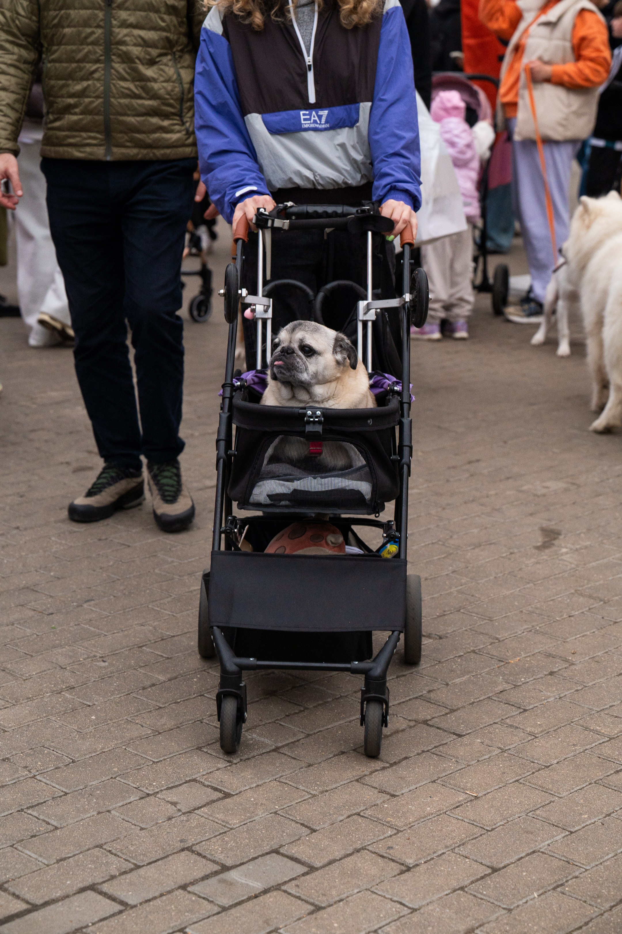 4lapy fest 2025. Photographer in Moscow Anna Chistiakova
