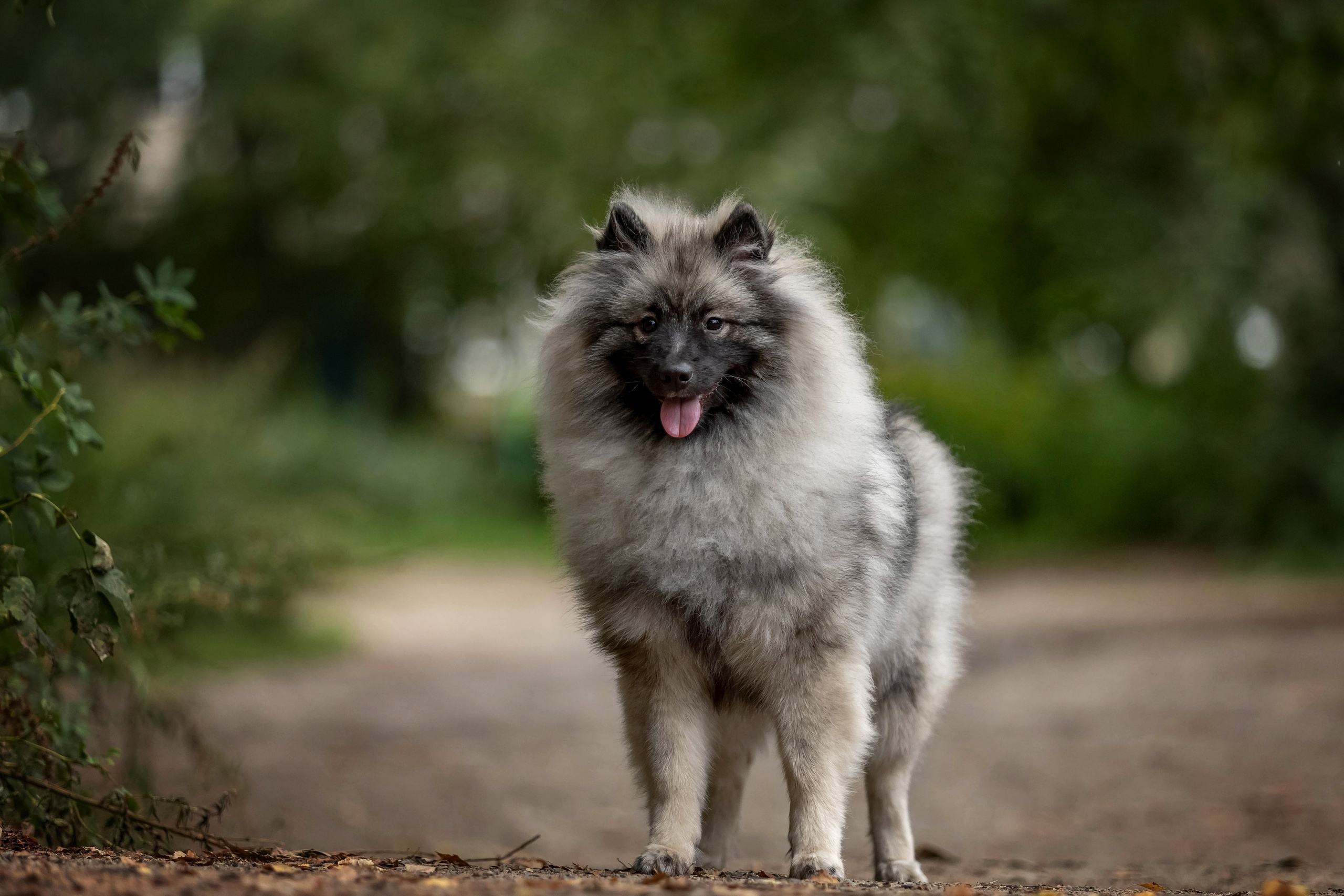 Кеесхонд. Https://moshkovaphoto.ru/