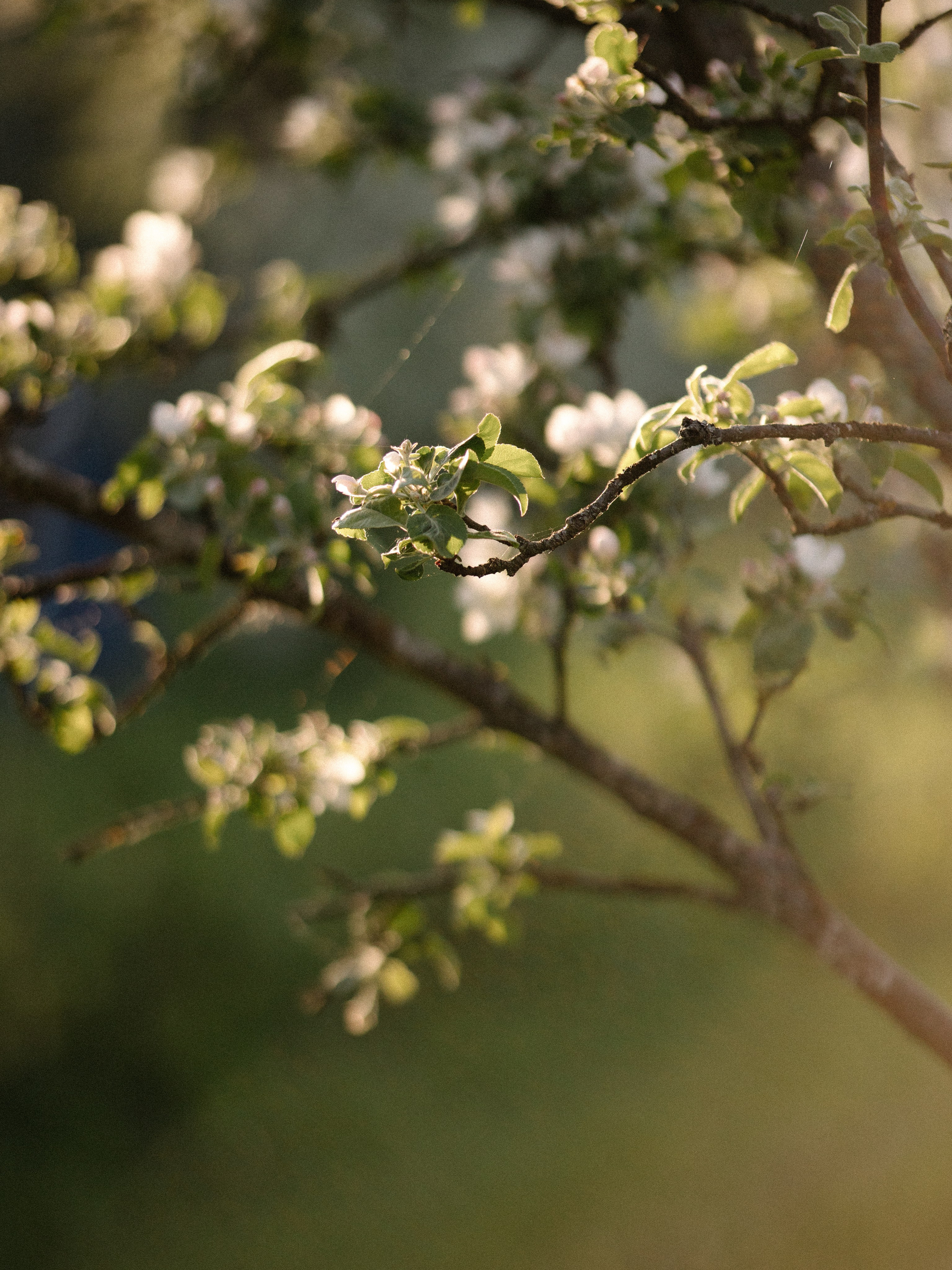 Виктория. Контент фотограф в Санкт-Петербурге Елена Кегель