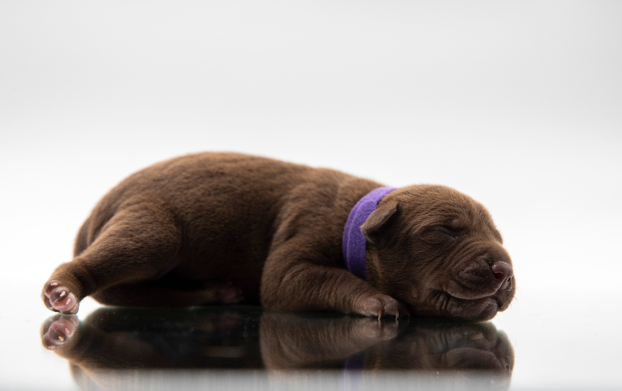 Фотосъёмки щенков. Фотограф-анималист Павлова Любовь