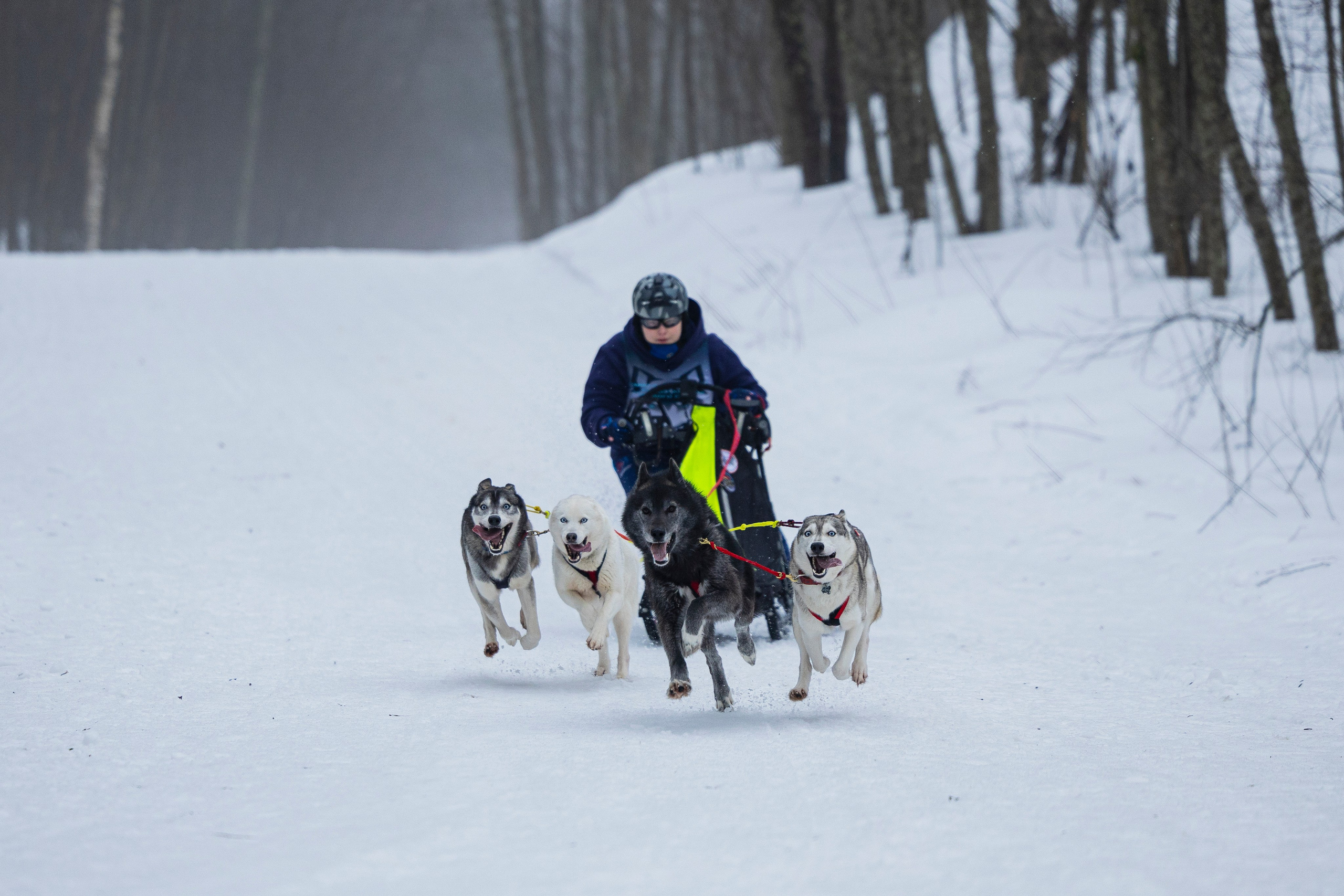 Зимний Чемпионат Санкт-Петербурга по ездовому спорту. Фотограф-анималист Анна Маринич