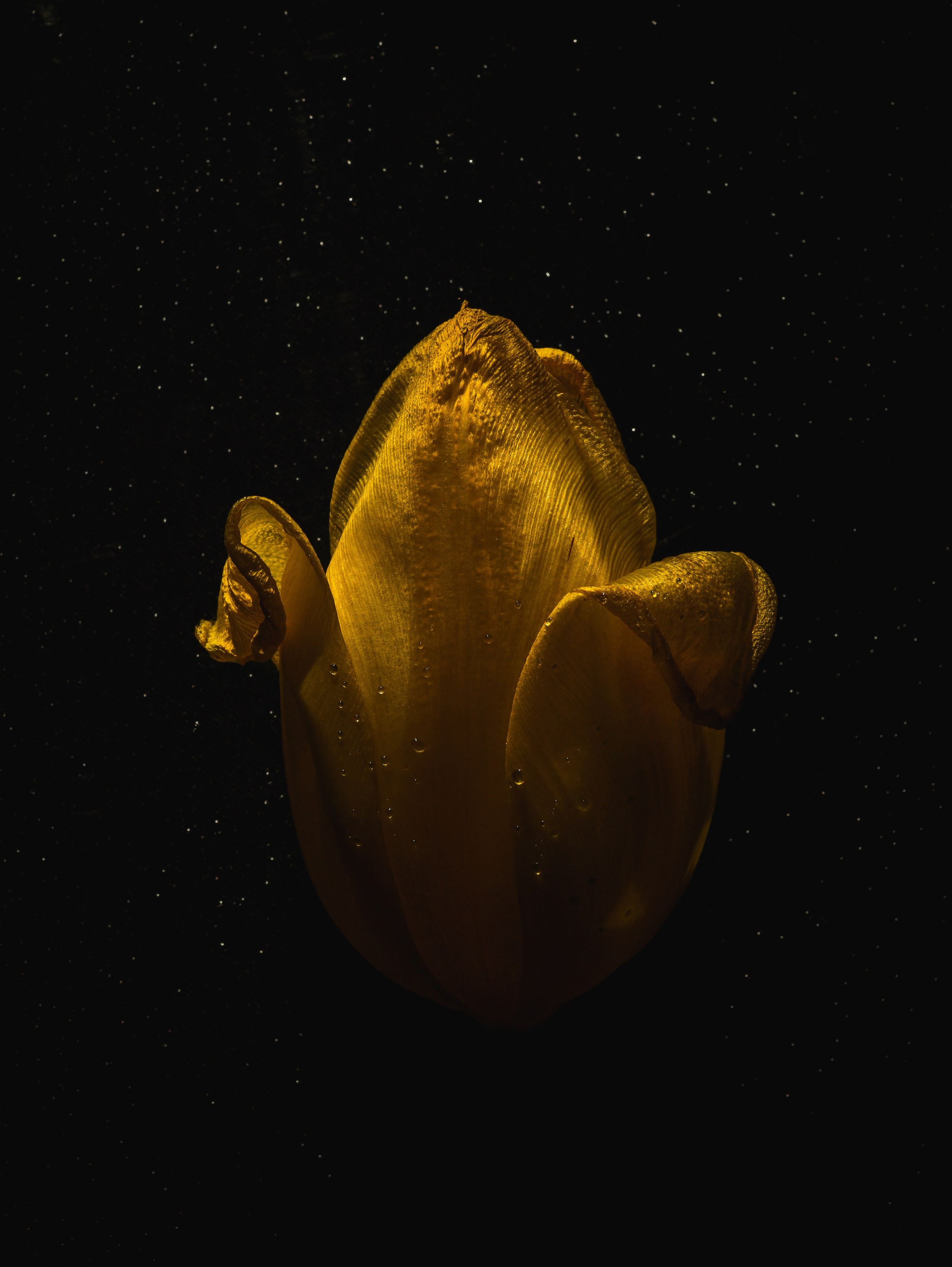 Природа &. Фотохудожник в СПб