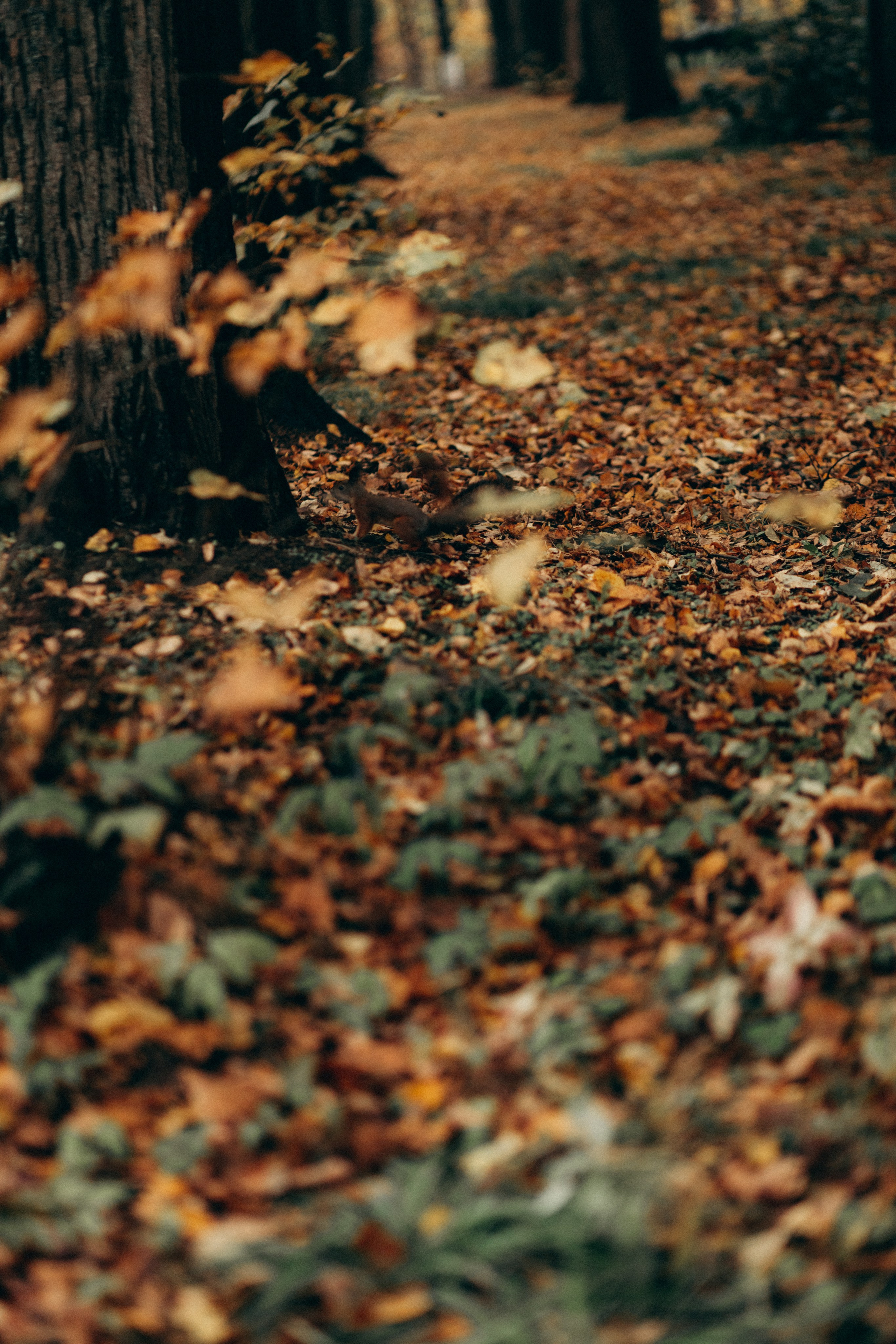 Ксюша. Фотограф НОГИНСК, Москва, Анастасия Белая