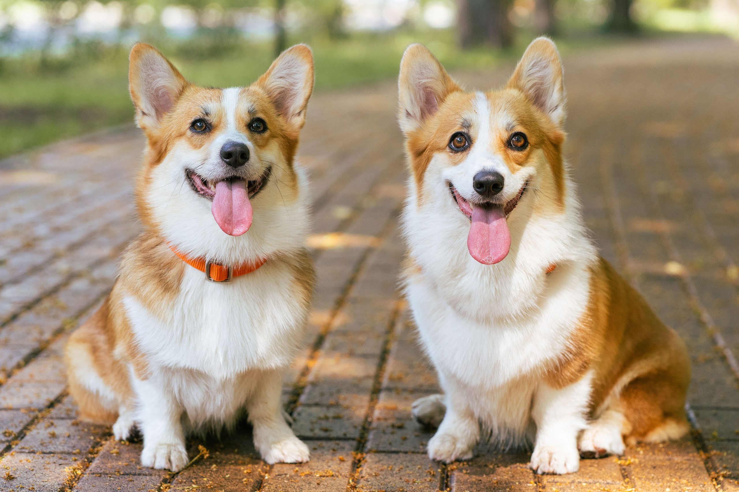 Ольга и коржики. Свадебный фотограф в Москве Анна Полушина