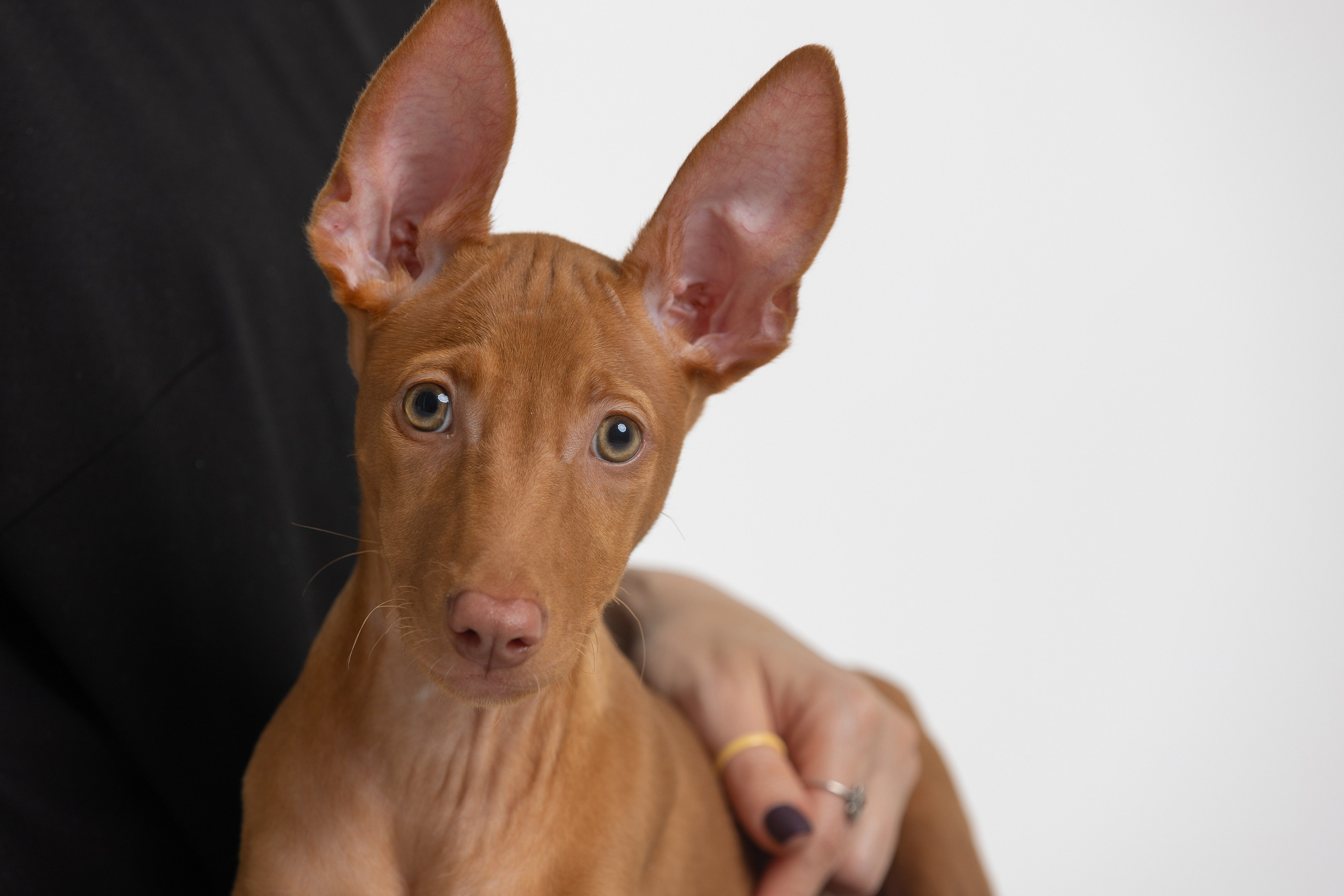 Собаки и не только. Фотограф Алена Звездина